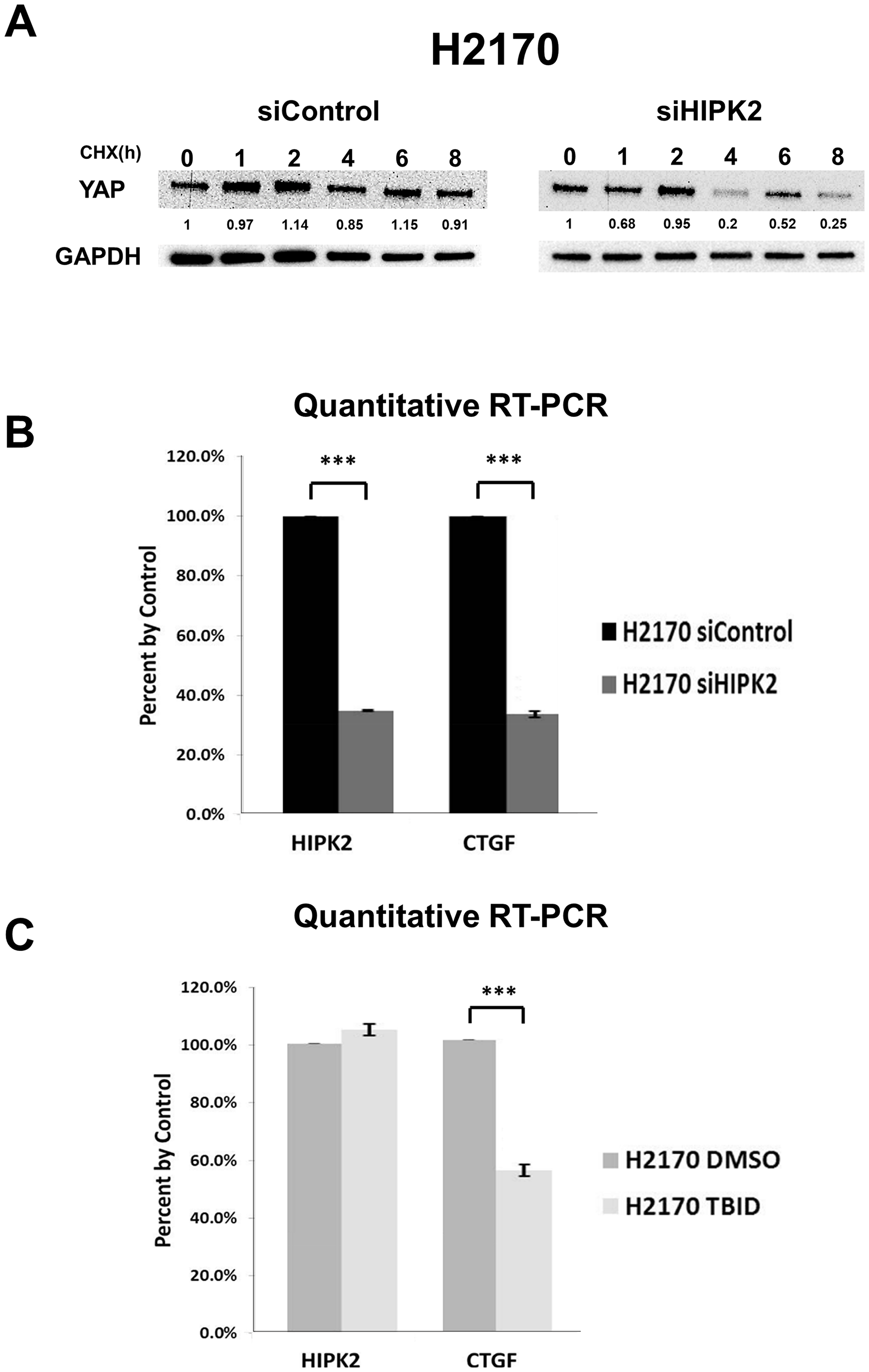HIPK2 inhibition decreased the mRNA expression of YAP downstream gene CTGF