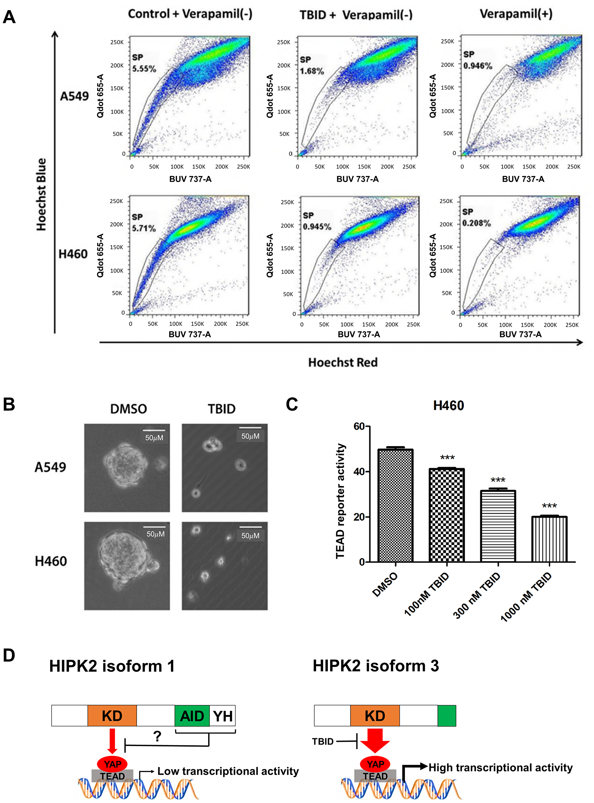 Analysis of side population, sphere formation and TEAD reporter activity after TBID treatment in NSCLC cell lines