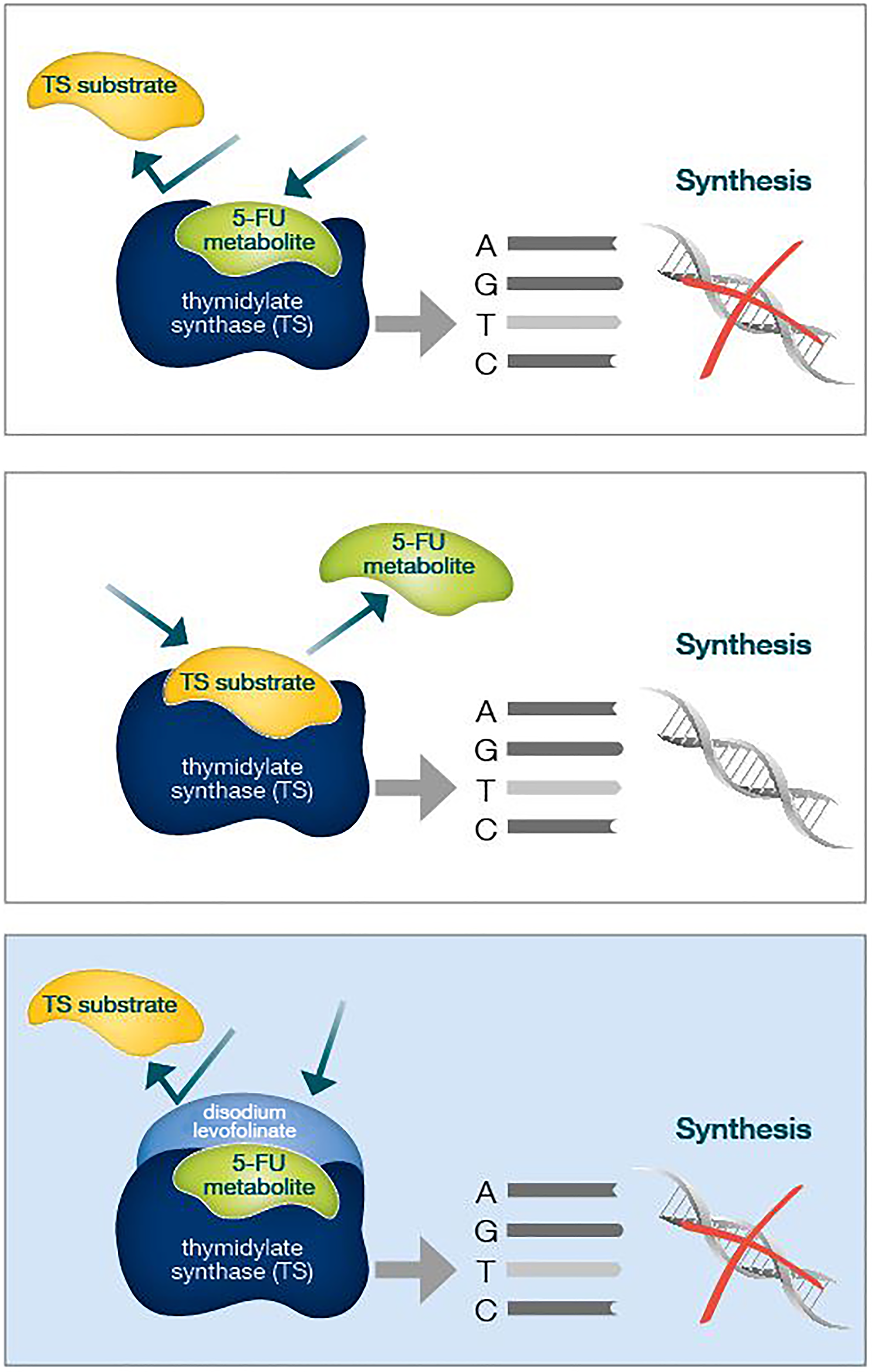 Folinic acid acts as a "molecular cap", strengthening the binding of 5FU to TS and therefore better inhibiting its enzymatic activity