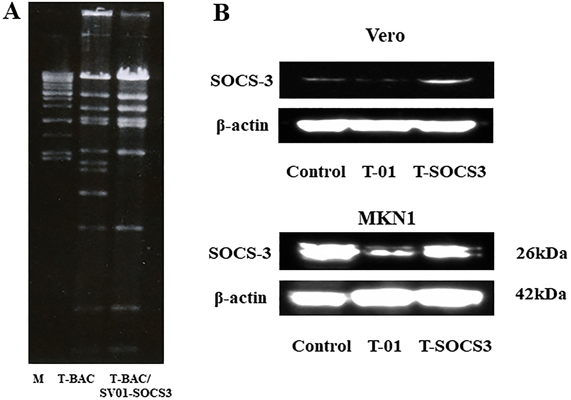 Verification of T-SOCS3 expression in oncolytic HSV-1-infected Vero cells