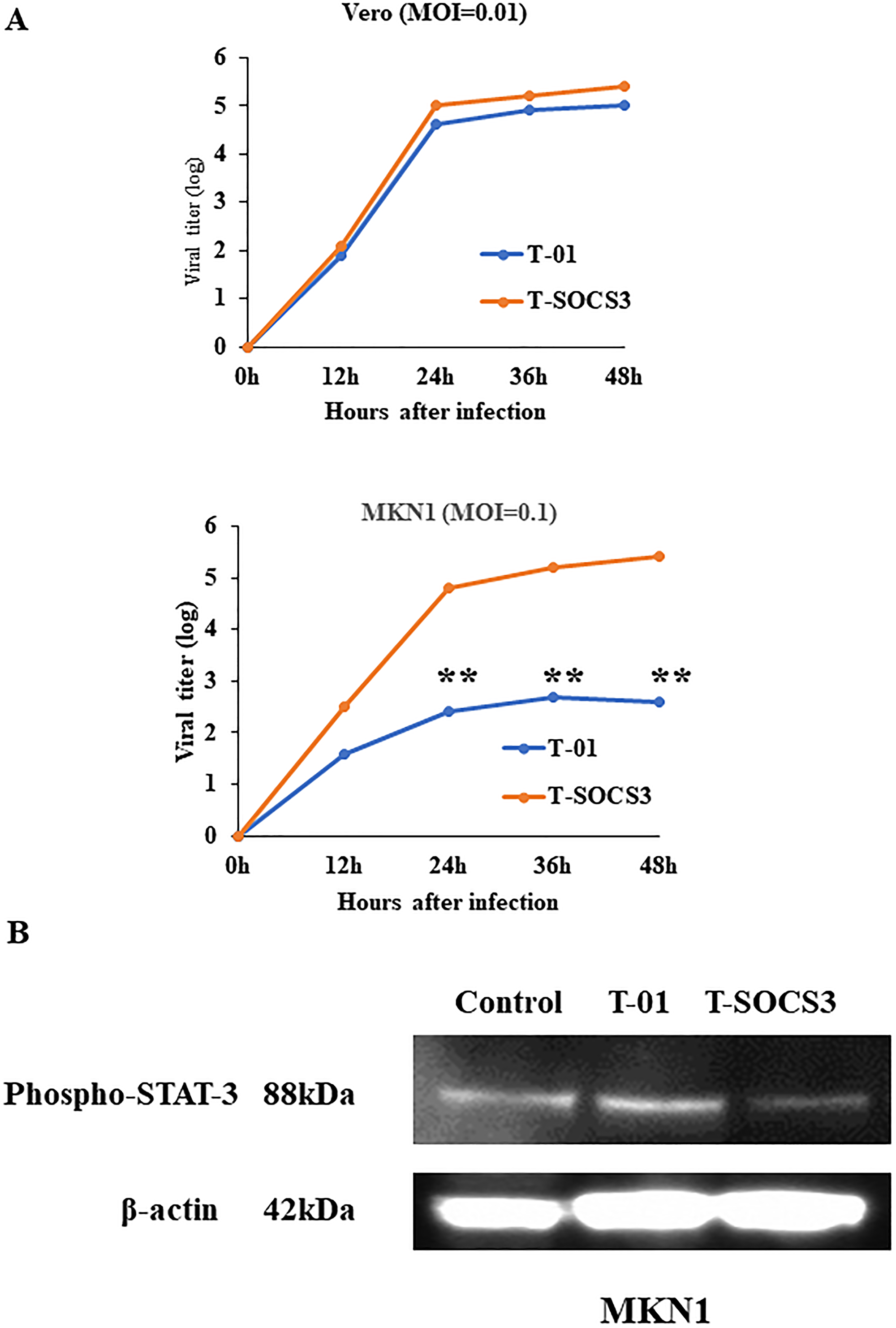 Ex vivo viral replication property of T-SOCS3 for Vero cells and MKN1 gastric cancer cell lines