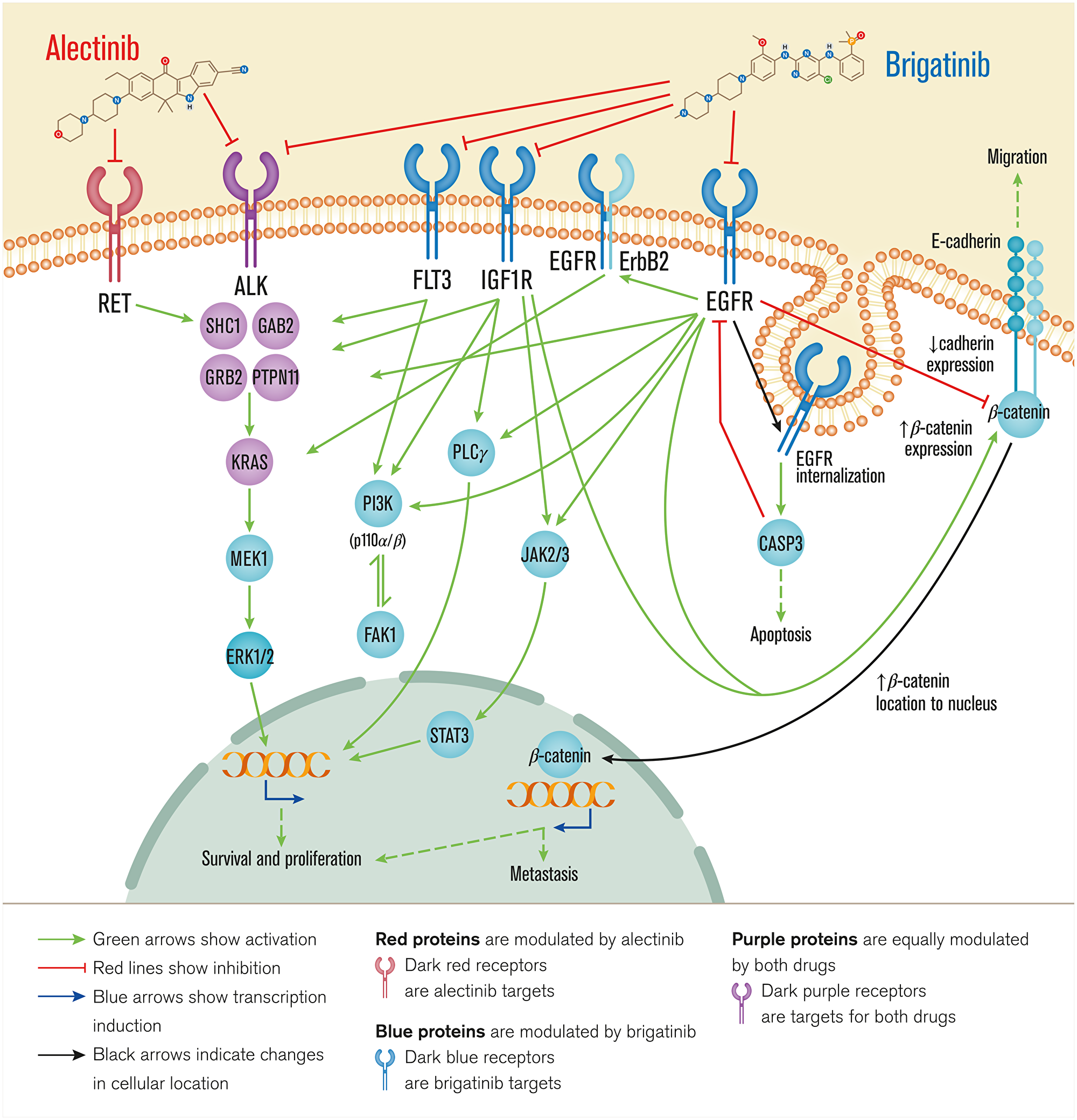 Overview of brigatinib’s and alectinib’s mechanisms of action