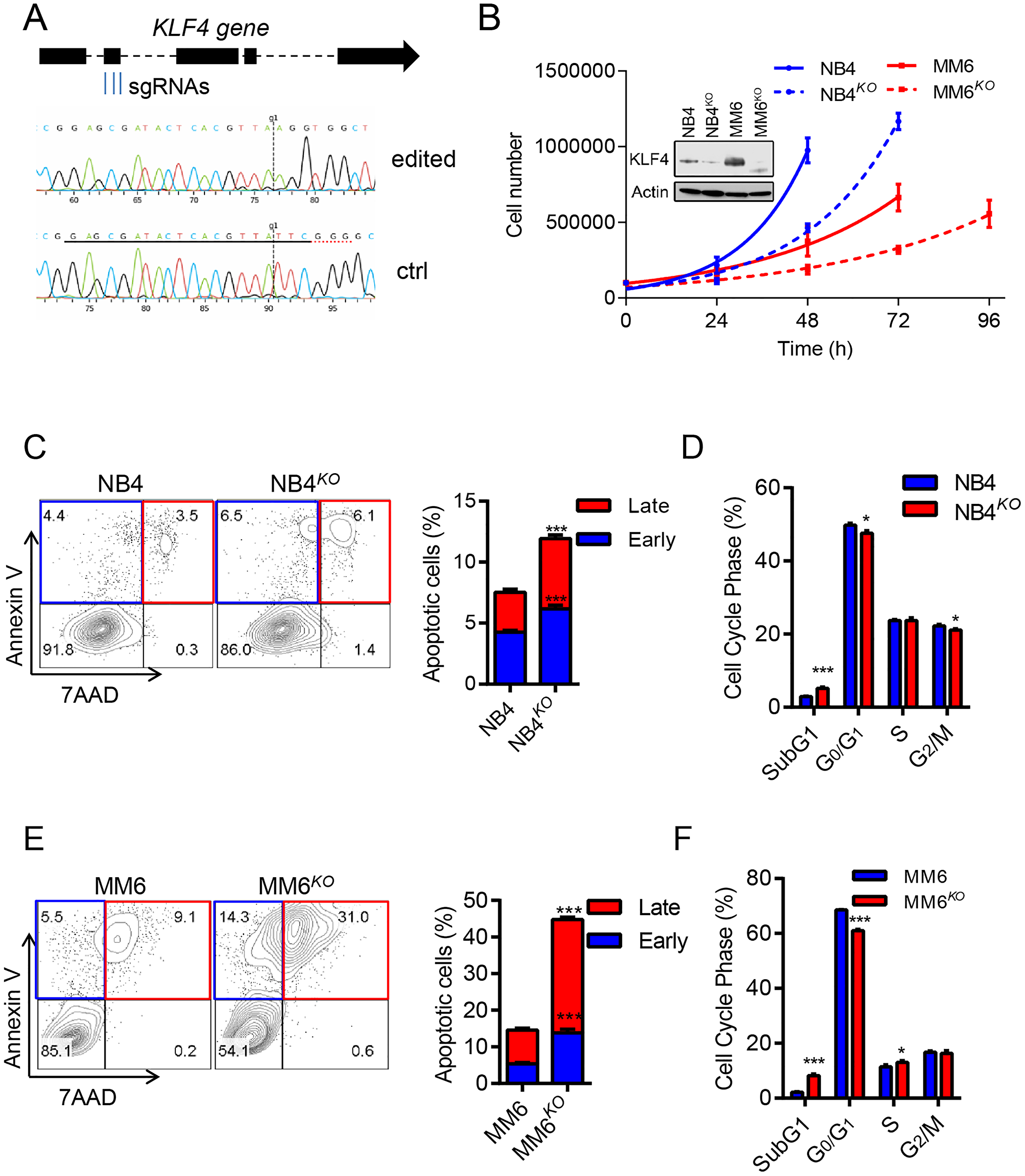 KLF4 deletion inhibits cell growth and induces apoptosis