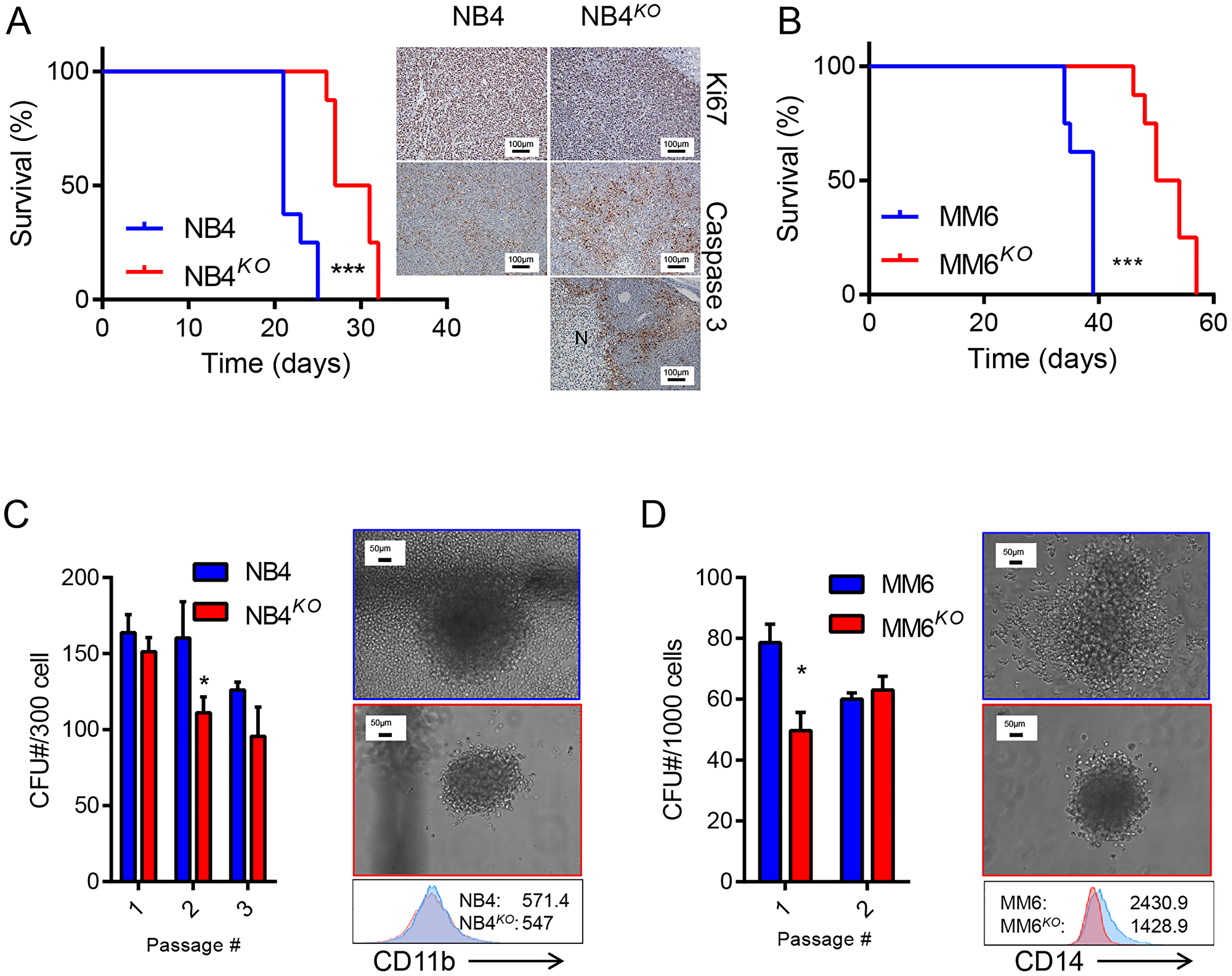 Loss of KLF4 reduces leukemia burden in a cell-based xenograft model