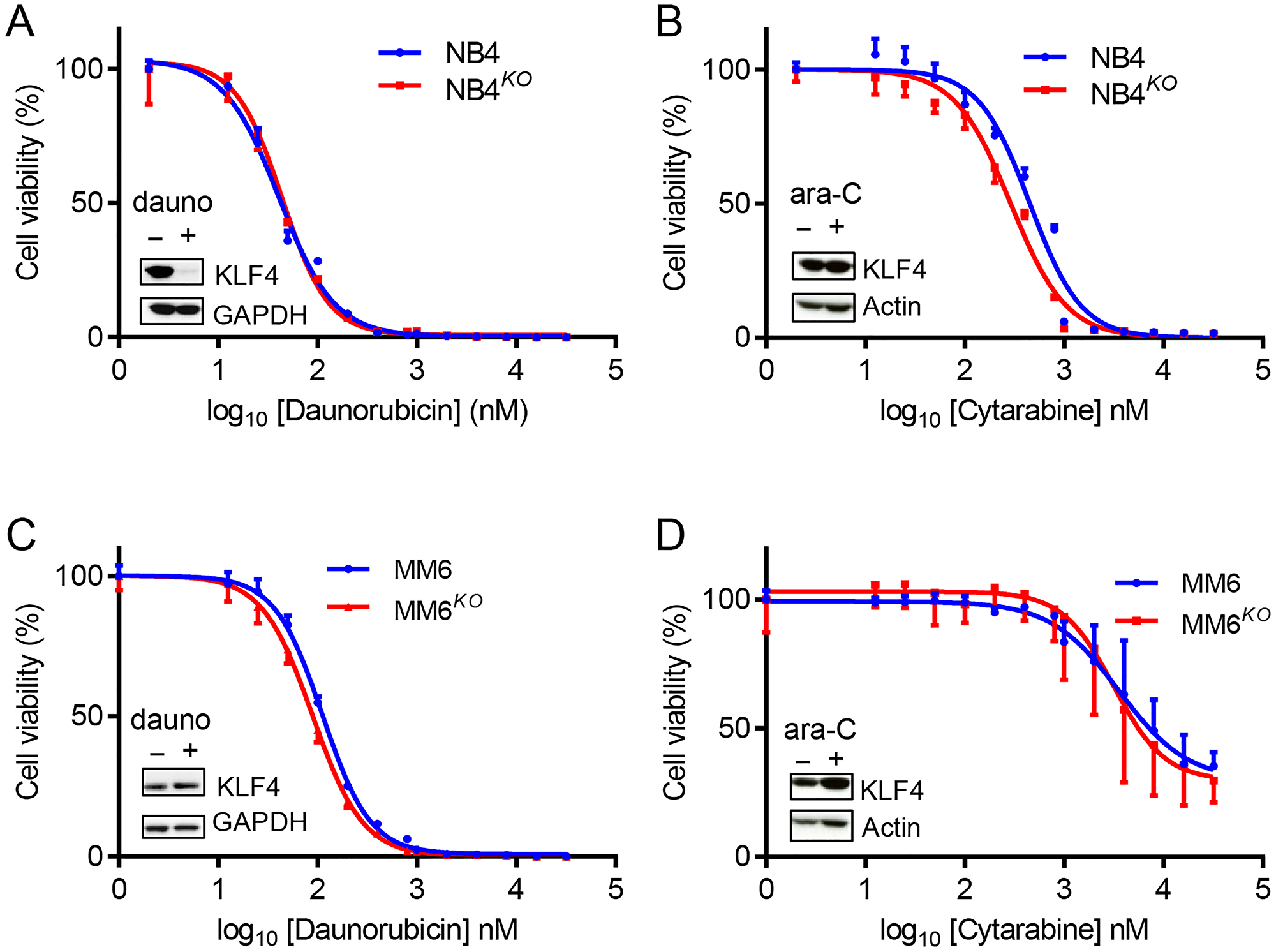 KLF4 deletion does not alter sensitivity to standard chemotherapeutic drugs