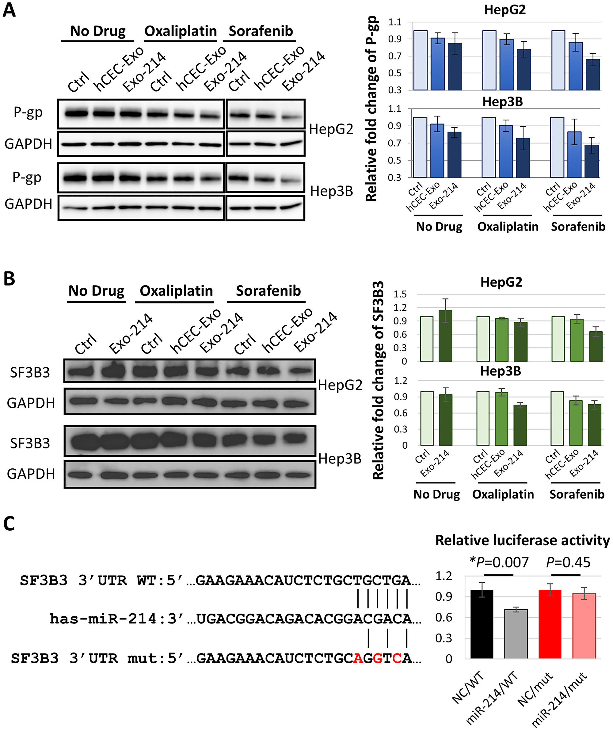 The effect of hCEC-Exo-214 in combination with anti-cancer drugs on P-gp and SF3B3 in HCC cells