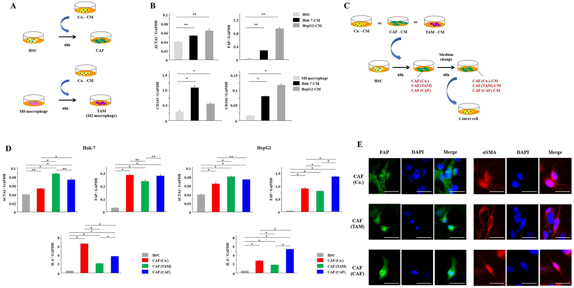HSCs were activated by cancer cells, TAMs and CAFs