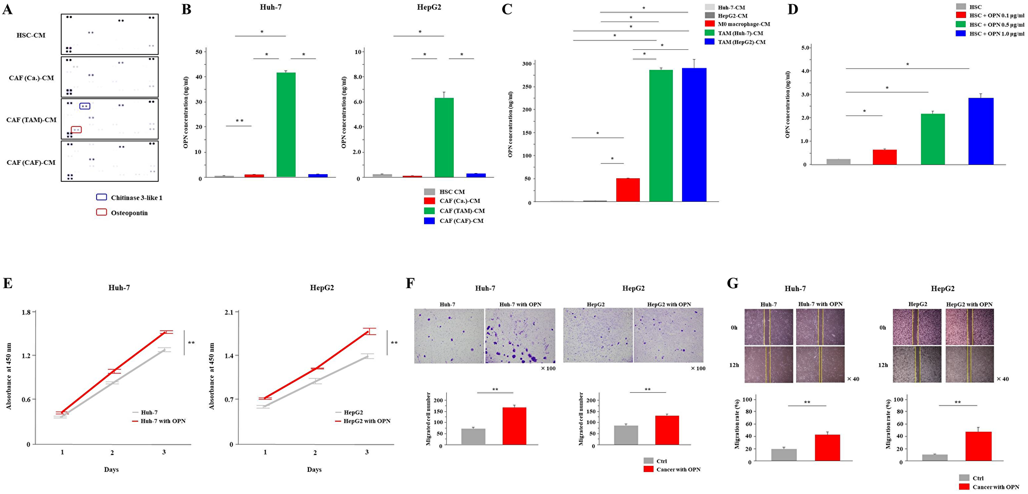 CAFs (TAM) secreted a significantly higher amount of osteopontin than other CAFs