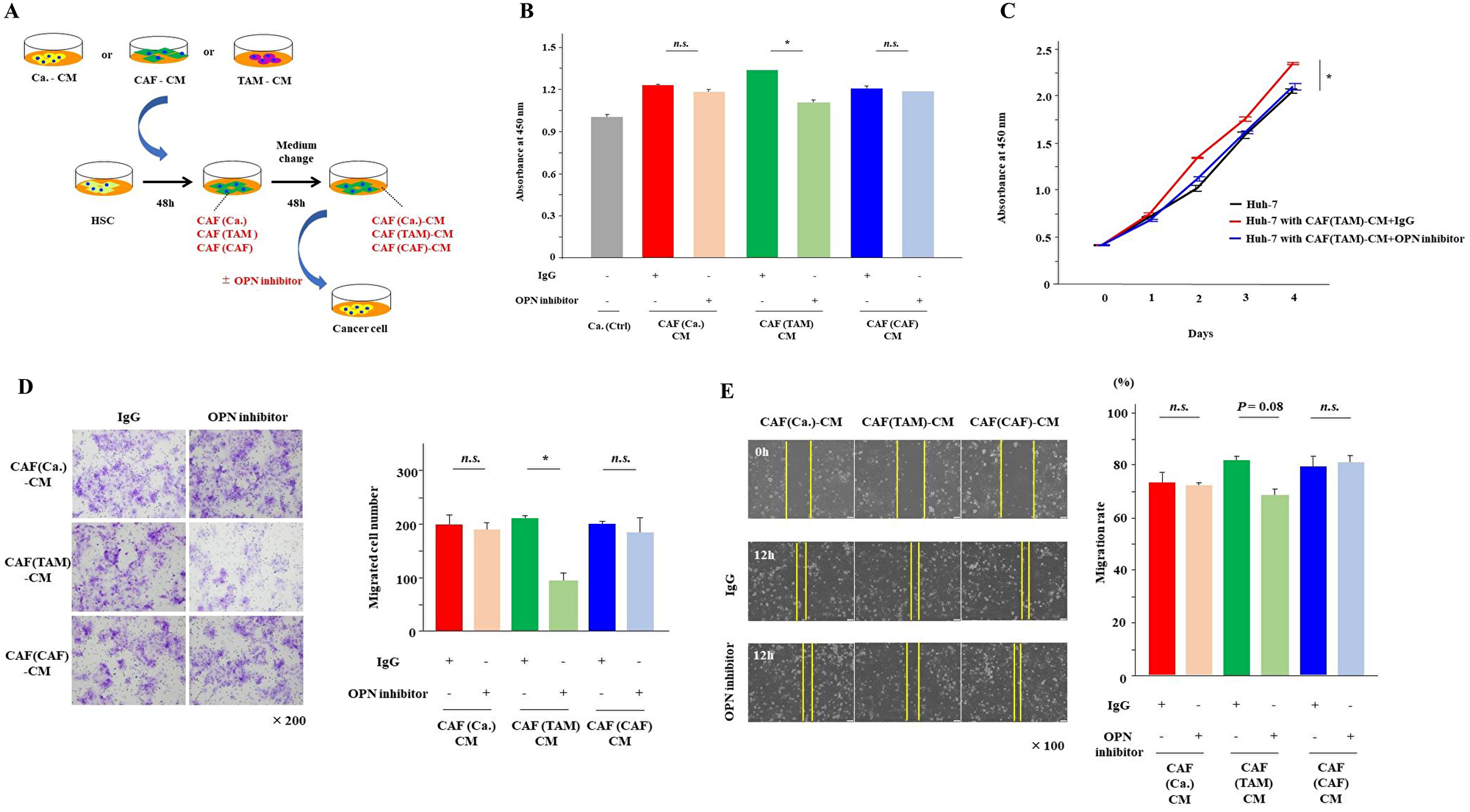 Inhibition of OPN suppressed cancer proliferation, invasion and migration