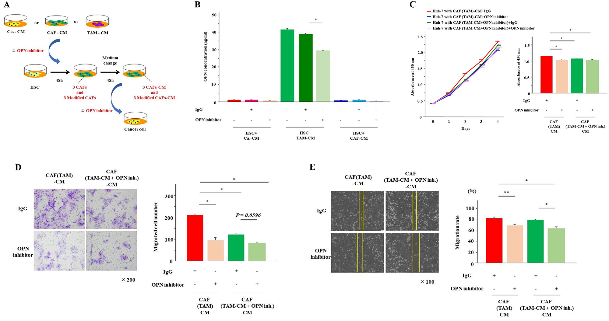 OPN inhibition reduced OPN secretion from CAFs (TAM)