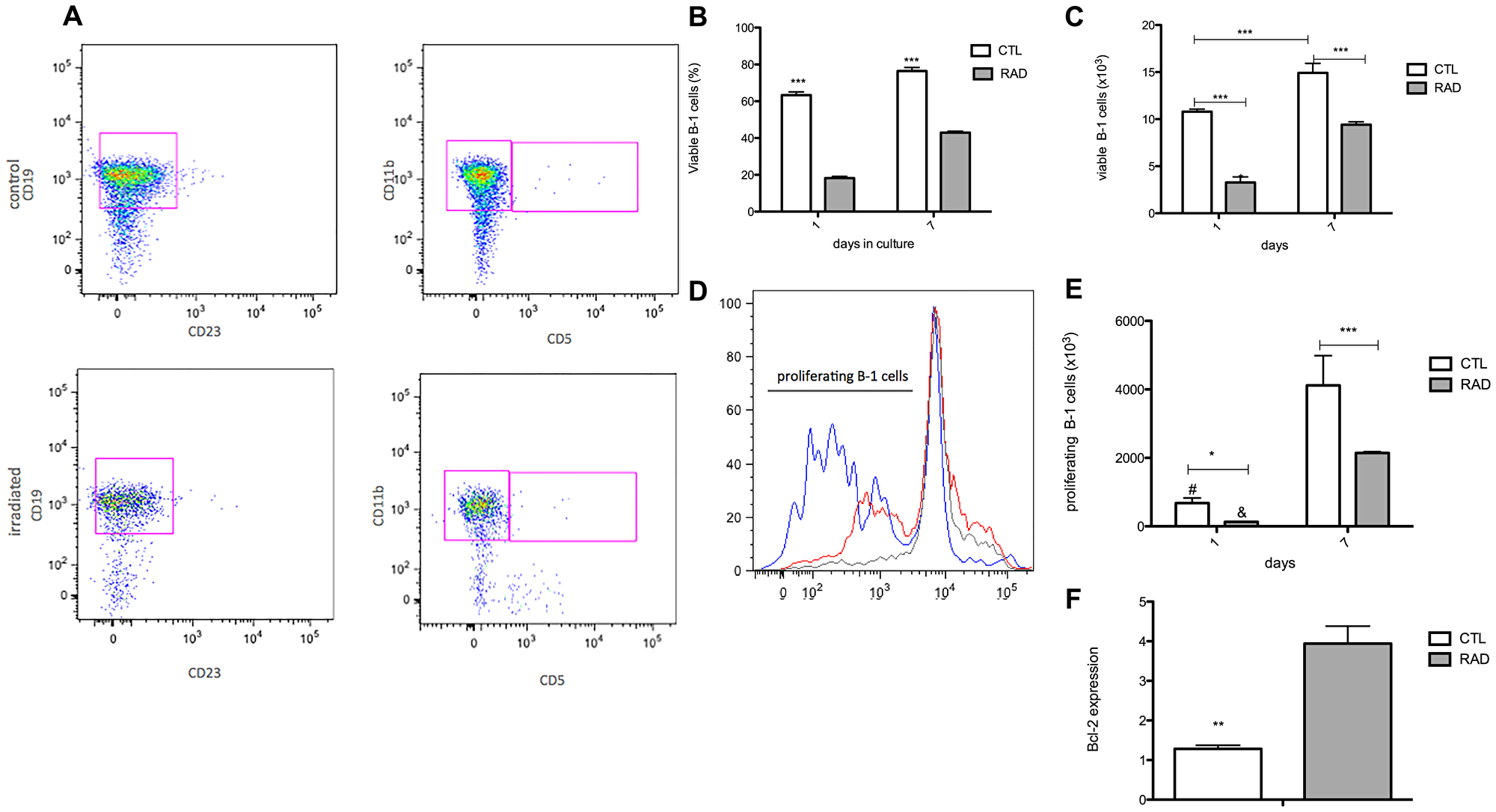 Enlarge of cell survival and proliferation of B-1 cells after irradiation