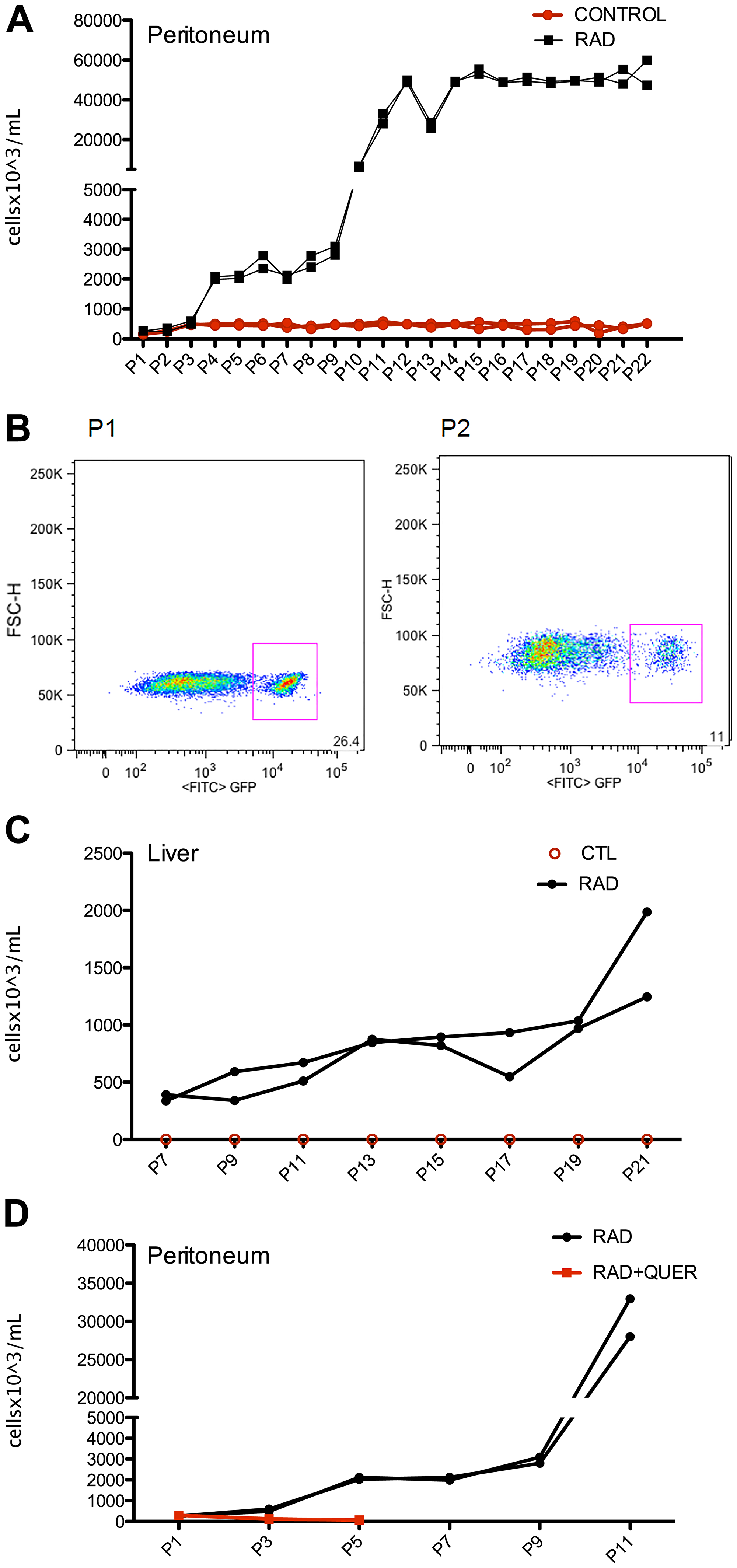 Irradiated B-1 cells survival and disseminate in vivo after multiple passages