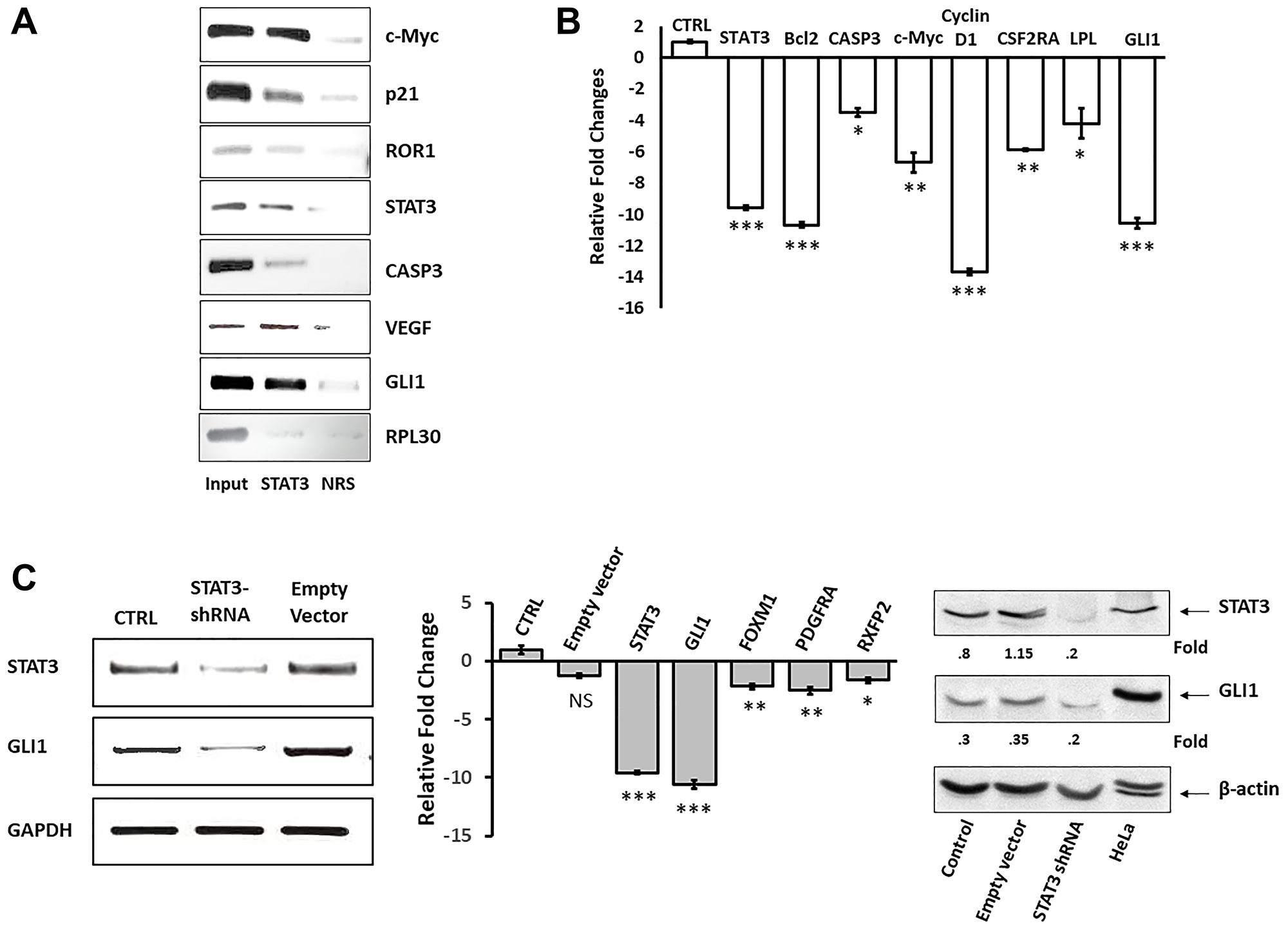 STAT3-shRNA downregulates GLI1 mRNA and protein levels in CLL cells