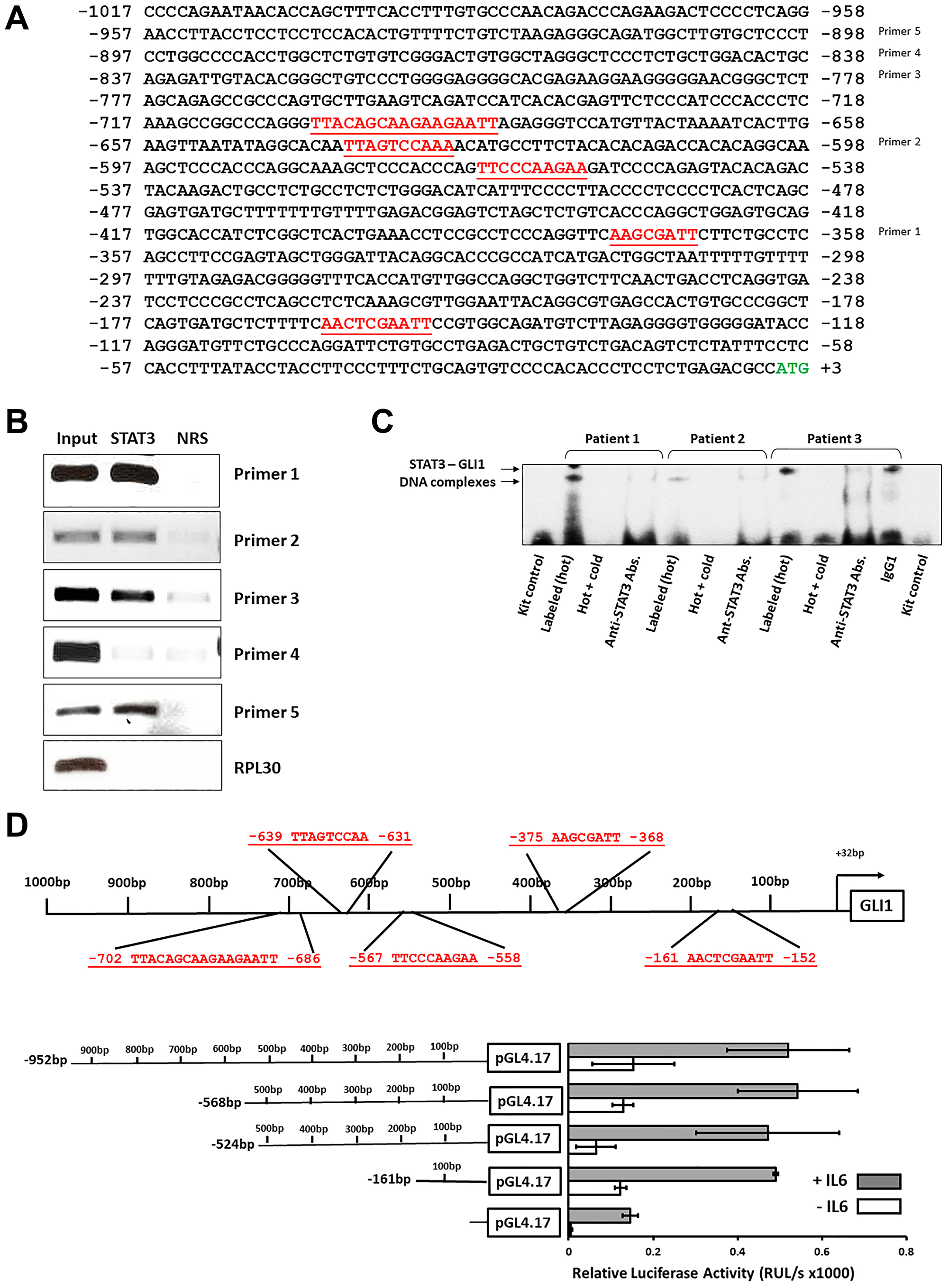 STAT3 binds and activates the GLI1 promoter in CLL cells