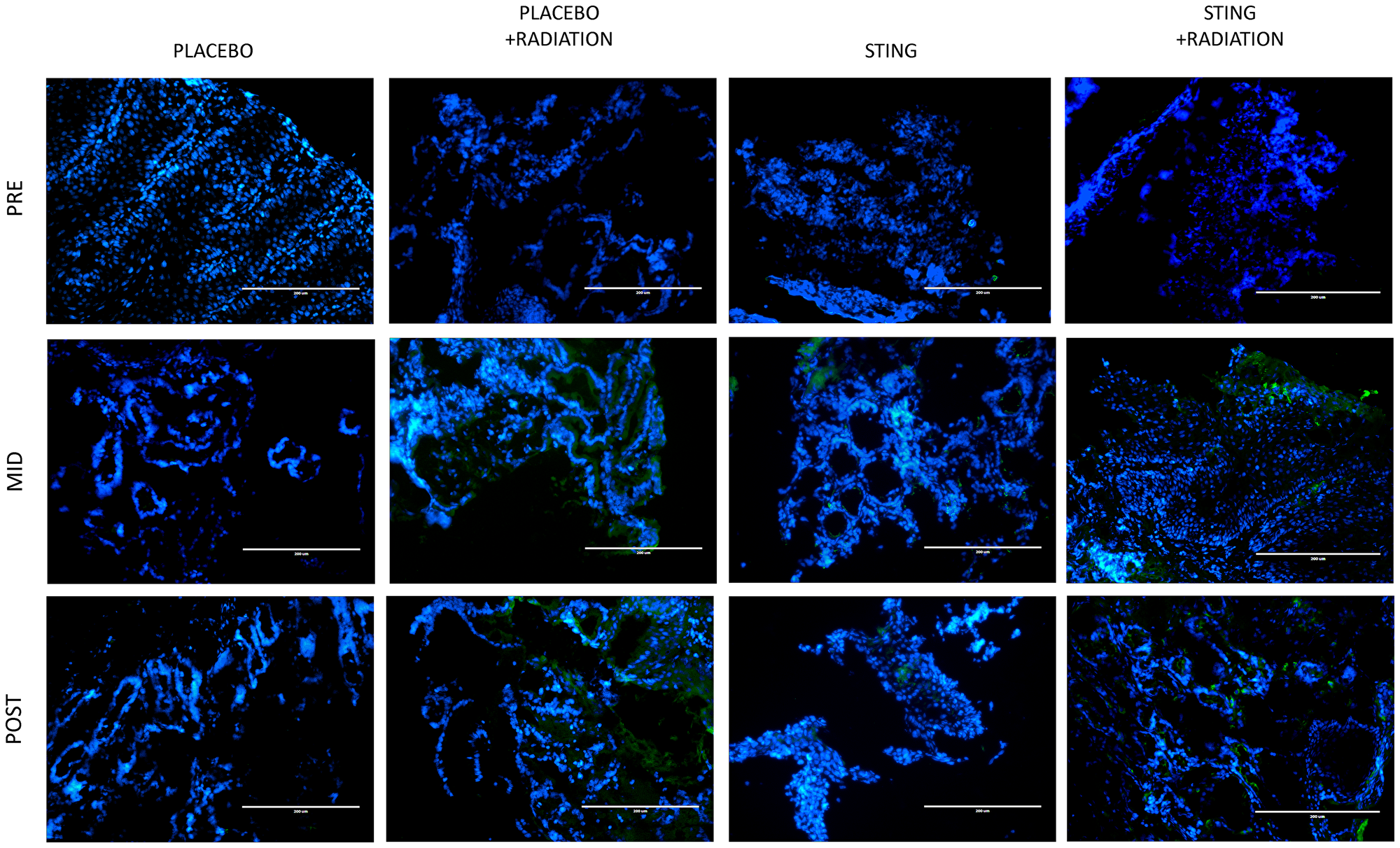 CD8 immunofluorescence, by treatment group