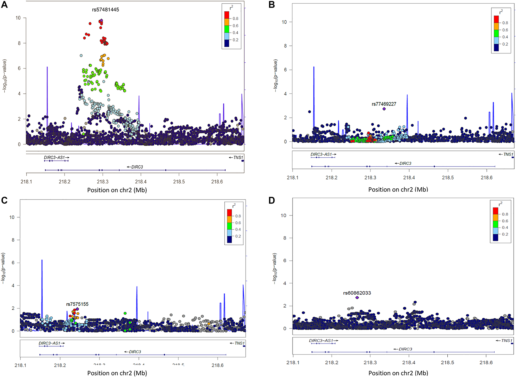 Regional plot of single-SNP association and conditional regression at locus 2q35 in Europeans, Melanesians and Polynesians
