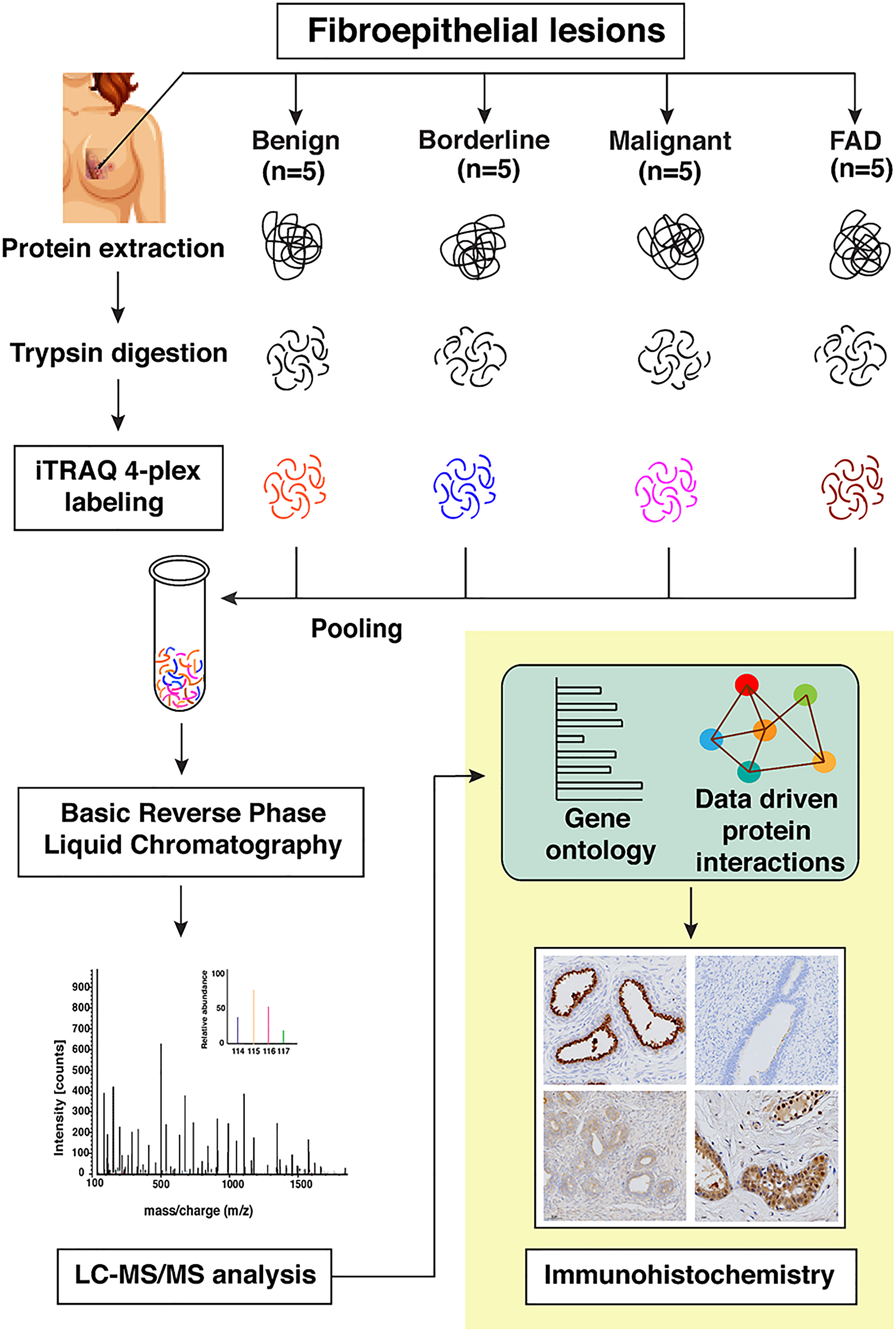 Schematic workflow for the identification of differentially expressed proteins across FELs using iTRAQ based quantitative proteomics approach