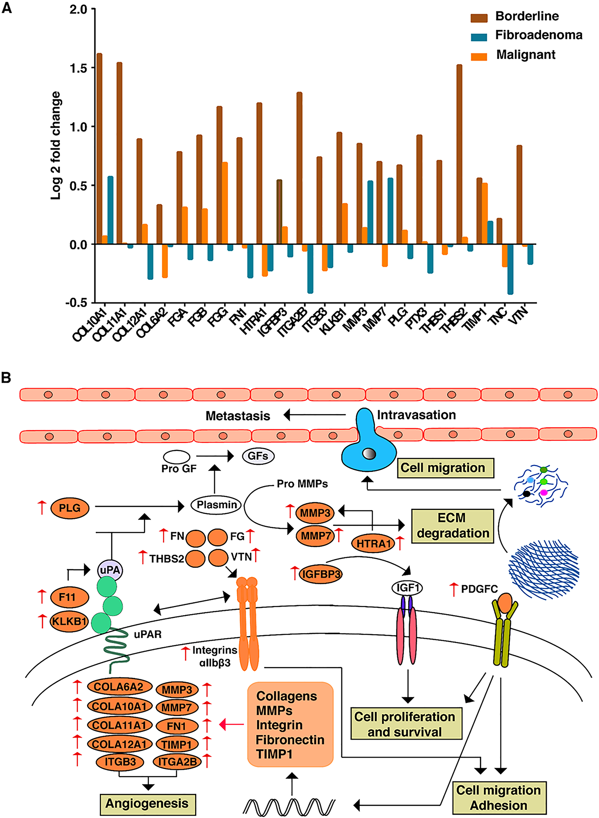 (A) Expression patterns of proteins involved in ECM remodelling across FEL subtypes. (B) Data driven comprehensive network map of ECM proteins and their interactions which are enriched in BT subtype.
