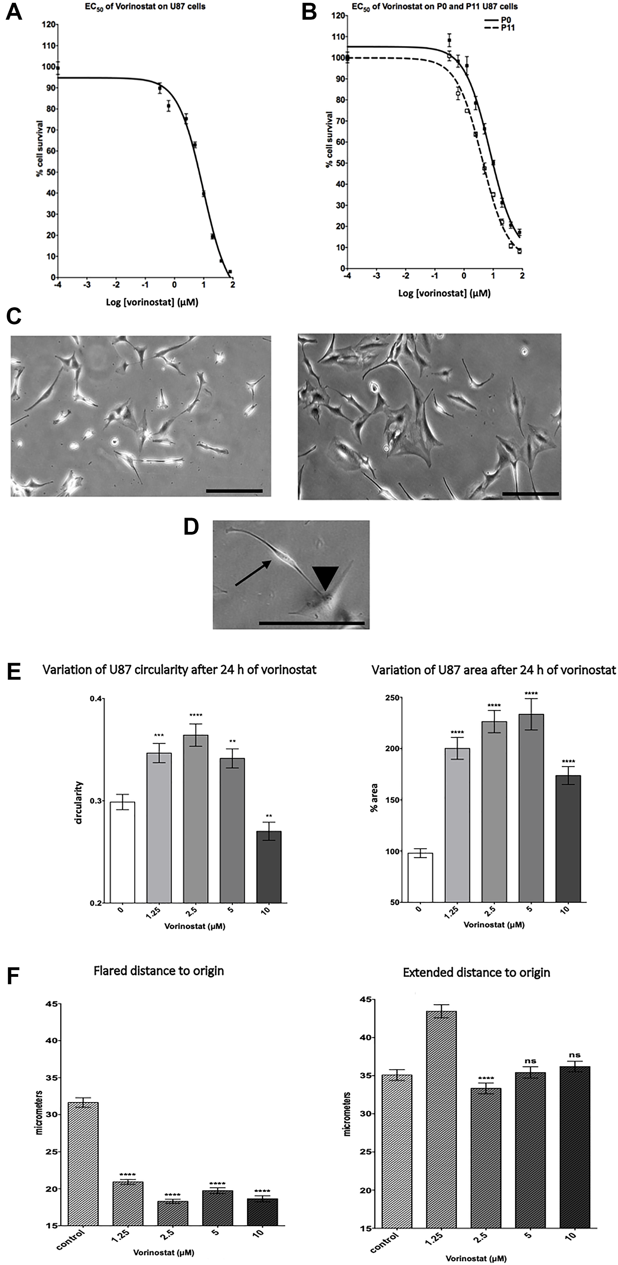 Vorinostat changes morphology and inhibits U87-MG glioblastoma cell migration and survival