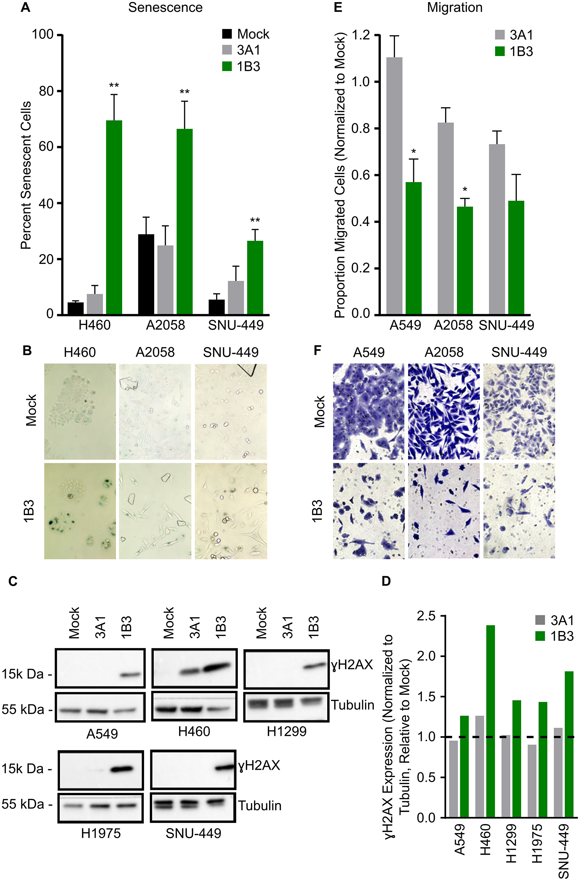 Effect of 1B3 on tumor cell senescence, migration, and DNA damage
