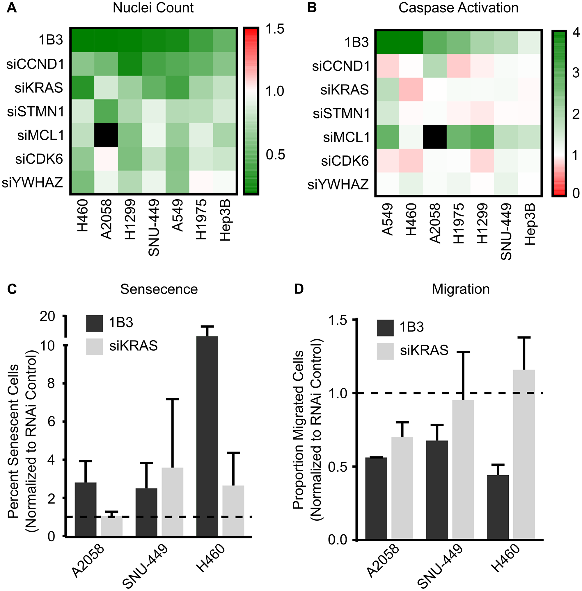 Effect of silencing individual 1B3 target gene expression on cell proliferation, apoptosis, senescence, and migration in a panel of human cancer cell lines