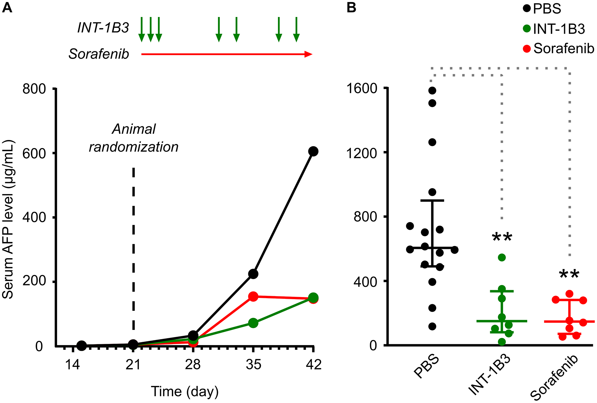 Effect of INT-1B3 on orthotopic human HCC Hep3B tumor growth in immune-compromised mice