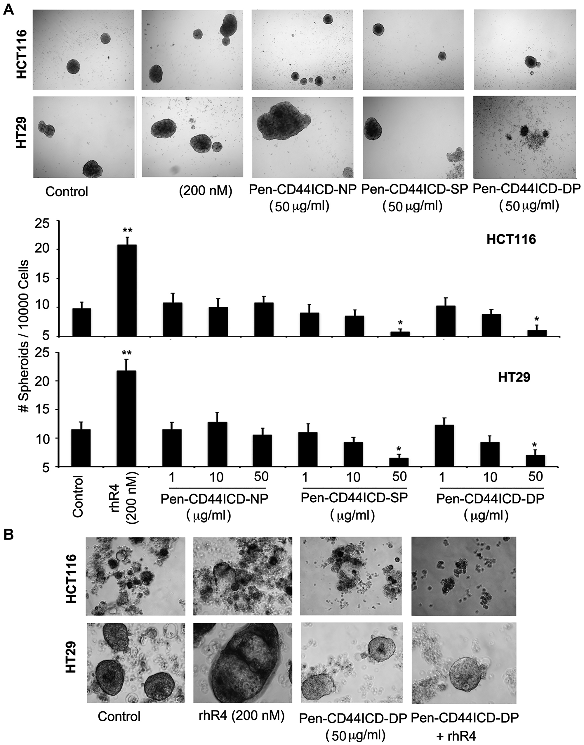 Pen-CD44ICD peptides interfering with nuclear CD44ICD activity inhibit stemness of CRC cells
