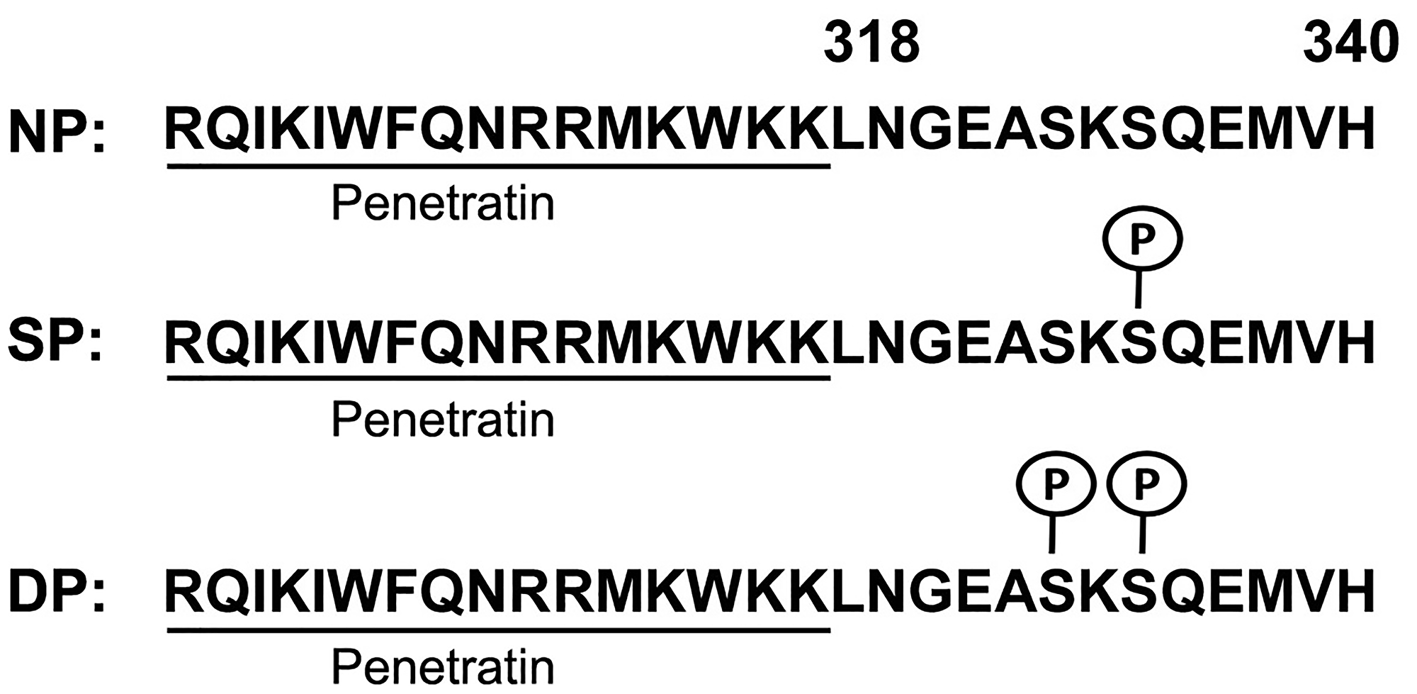 Generation of Penetratin-CD44ICD peptides
