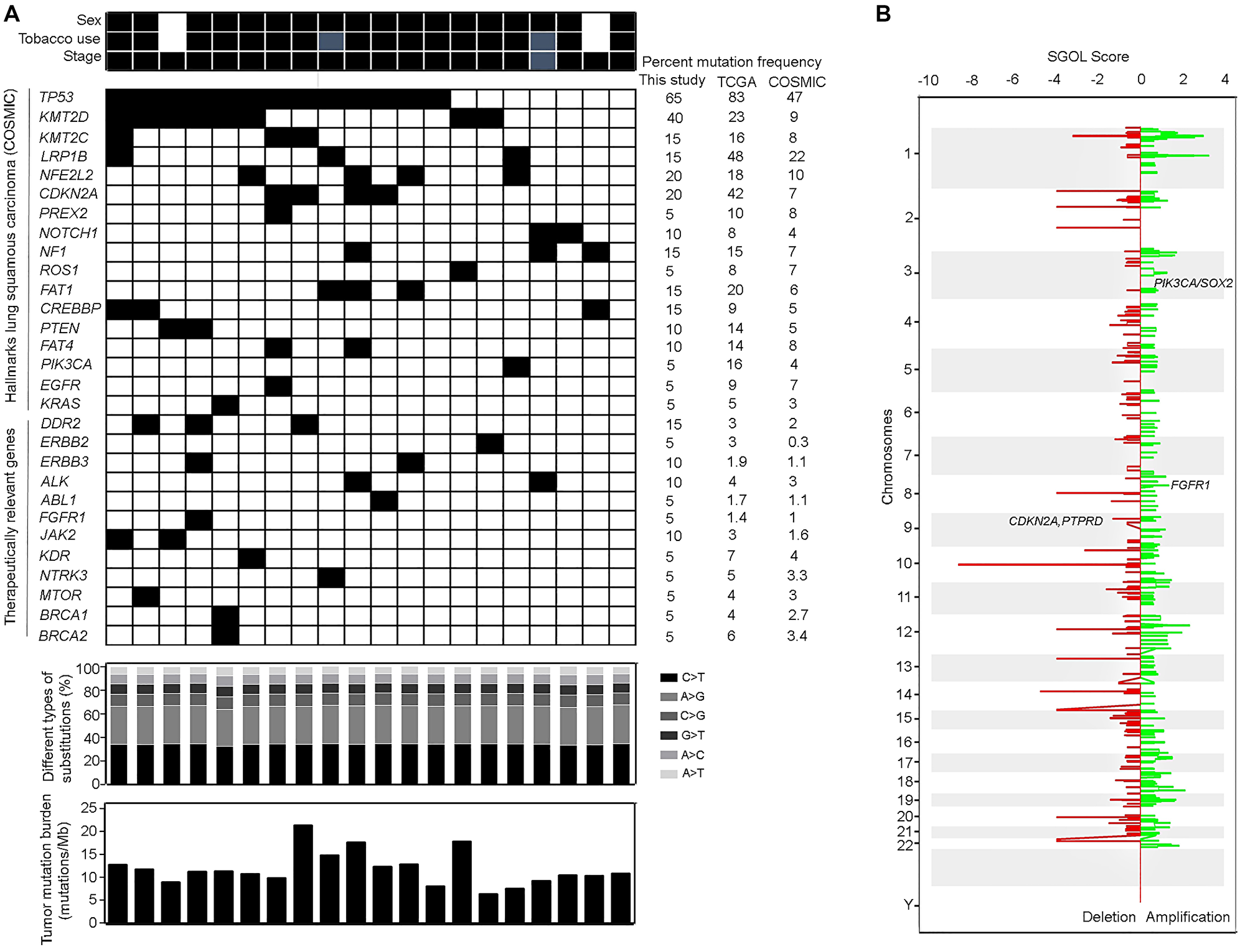 Somatic mutations and copy number variations observed in lung squamous carcinoma patients