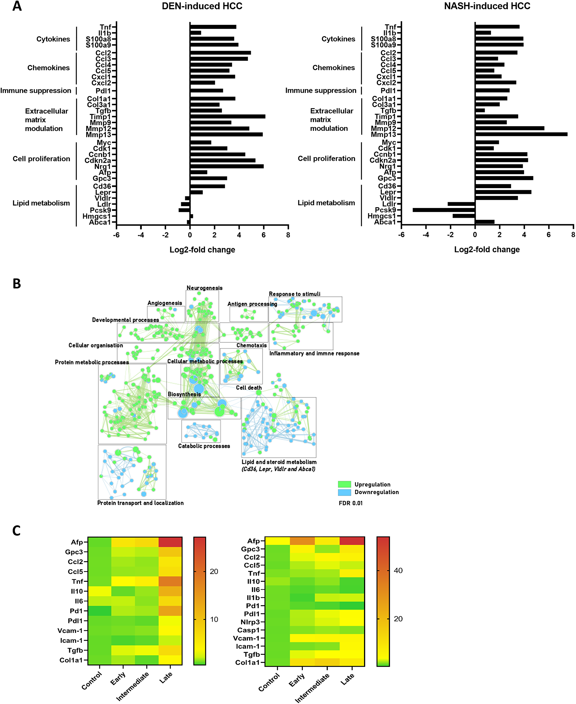 (A) Differential gene expression in full liver tissue in DEN-induced HCC and NASH-induced HCC, comparing control (n = 4) and late stage (n = 4) HCC development. (B) Gene enrichment mapping of significantly (FDR 0.01) up- or downregulated (green and blue, respectively) GO pathways comparing the DEN- and NASH-HCC model at end-stage HCC development (n = 4). (C) Heatmap of RT-qPCR gene expression in full liver tissue (mean power value, data log transformed) in controls, early, intermediate and late stage HCC development. DEN-model (left): control (n = 7), early (n = 9), intermediate (n = 10) and end-stage (n = 10). NASH-model (right): control (n = 5), early (n = 10), intermediate (n = 12) and end-stage (n = 6).