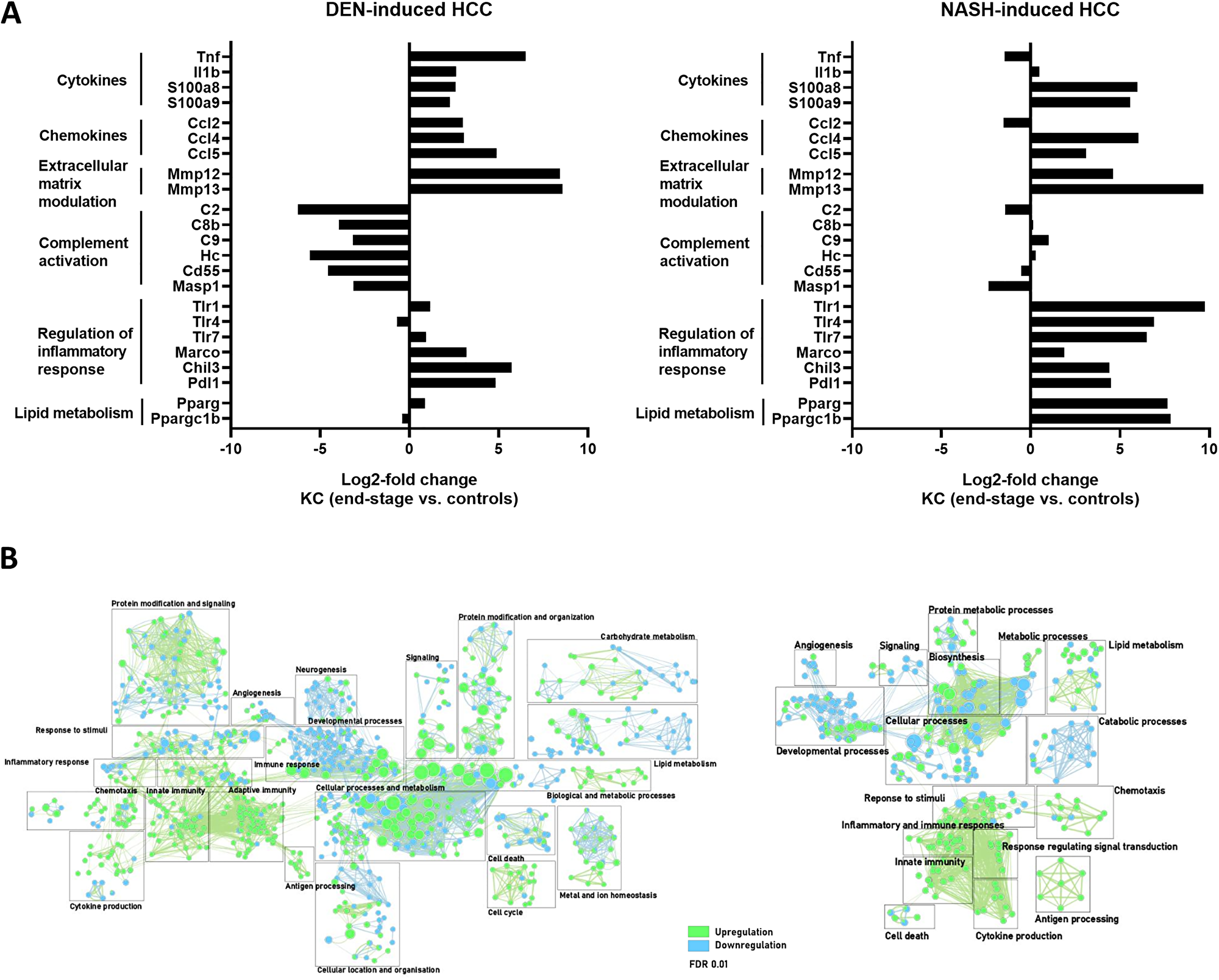 (A) Differential gene expression in KC comparing end-stage and controls in DEN- (n = 4) and NASH-induced HCC (n = 4). (B) Gene enrichment mapping of significantly (FDR 0.01) up- or downregulated (green and blue, respectively) GO pathways comparing KC in end-stage and controls in DEN- (n = 4) and NASH-induced HCC (n = 4).