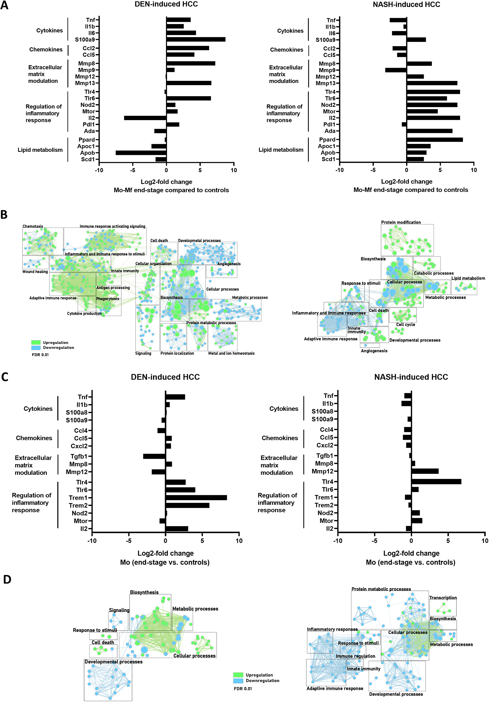 (A, C) Differential gene expression in Mo-Mφ (A) and Mo (C) comparing end-stage and controls in DEN- (n = 4) and NASH-induced HCC (n = 4). (B, D) Gene enrichment mapping of significantly (FDR 0.01) up- or downregulated (green and blue, respectively) GO pathways comparing Mo-Mφ (B) and Mo (D) in end-stage and controls in DEN- (n = 4) and NASH-induced HCC (n = 4).
