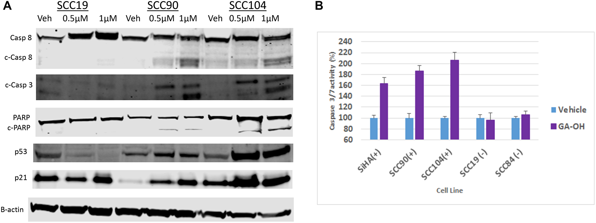 GA-OH activates p53 and Caspase 8 and induces apoptosis