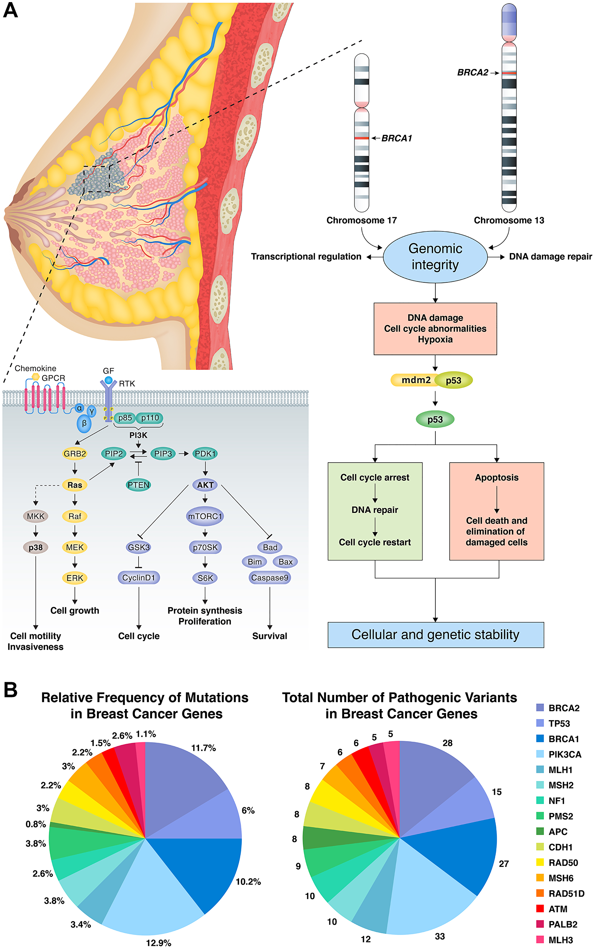(A) BRCA1, BRCA2 and TP53 in DNA damage repair pathway resulting in cellular and genetic instability with potential points for targeted therapy. PIK3CA cellular pathway effects on cell cycle, invasiveness and survival with potential points for targeted therapy. (B) Number and percent of mutations for genes of interest. The most frequently mutated somatic genes were PIK3CA (12.9%), BRCA2 (11.7%), BRCA1 (10.2%), TP53 (6.0%), MSH2 (3.8%), PMS2 (3.8%), BARD1 (3.8%), MLH1 (3.4%), CDH1 (3.0%), RAD50 (3.0%), MSH6 (3.0%), NF1 (2.6%), RAD51D (2.2%), ATM (1.5%), PALB2 (2.6%), and MLH3 (1.1%).