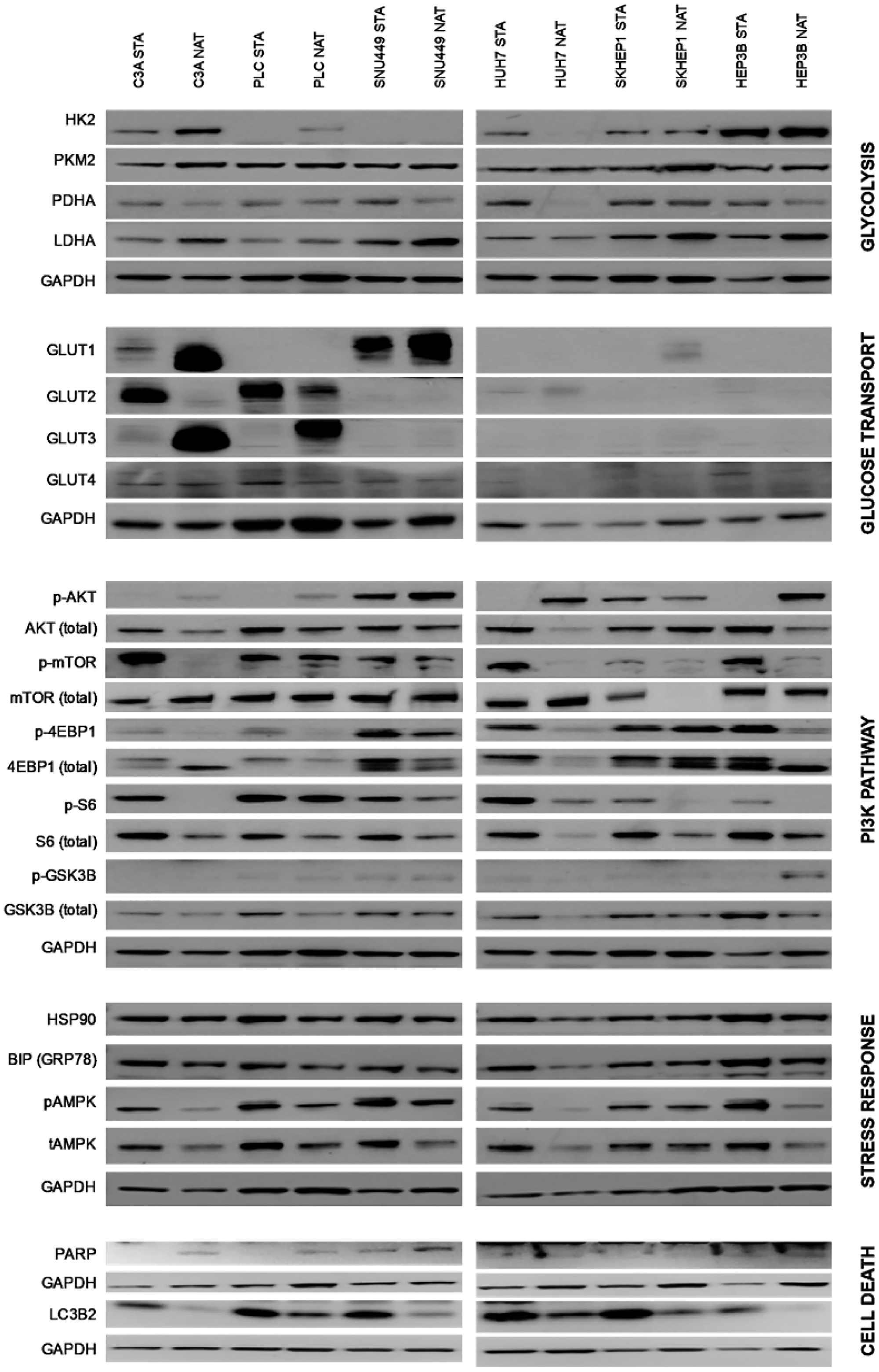 Protein expression of cells cultured in standard and native conditions