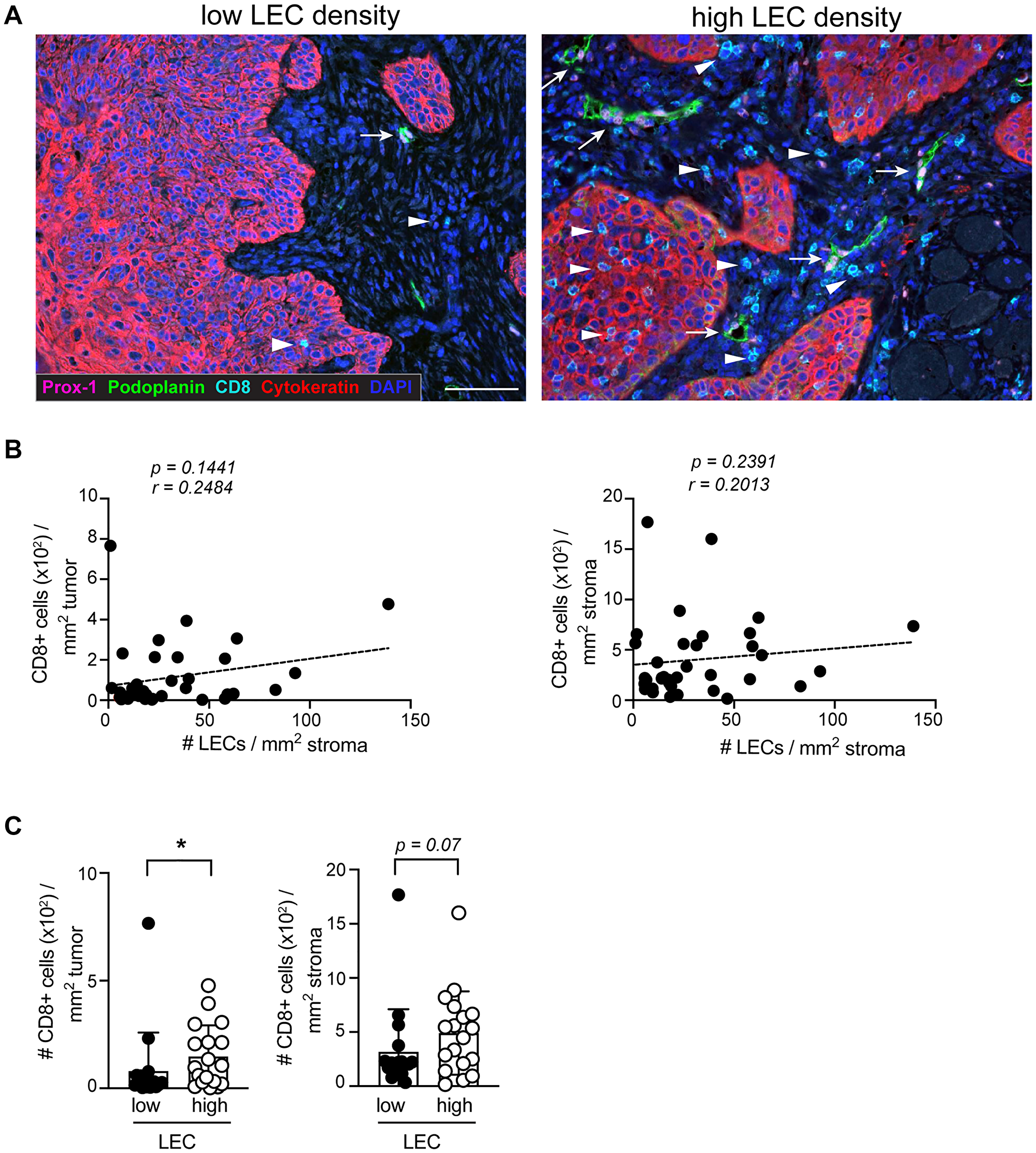 The density of CD8+ T cells in the tumor is increased in the presence of high LEC density