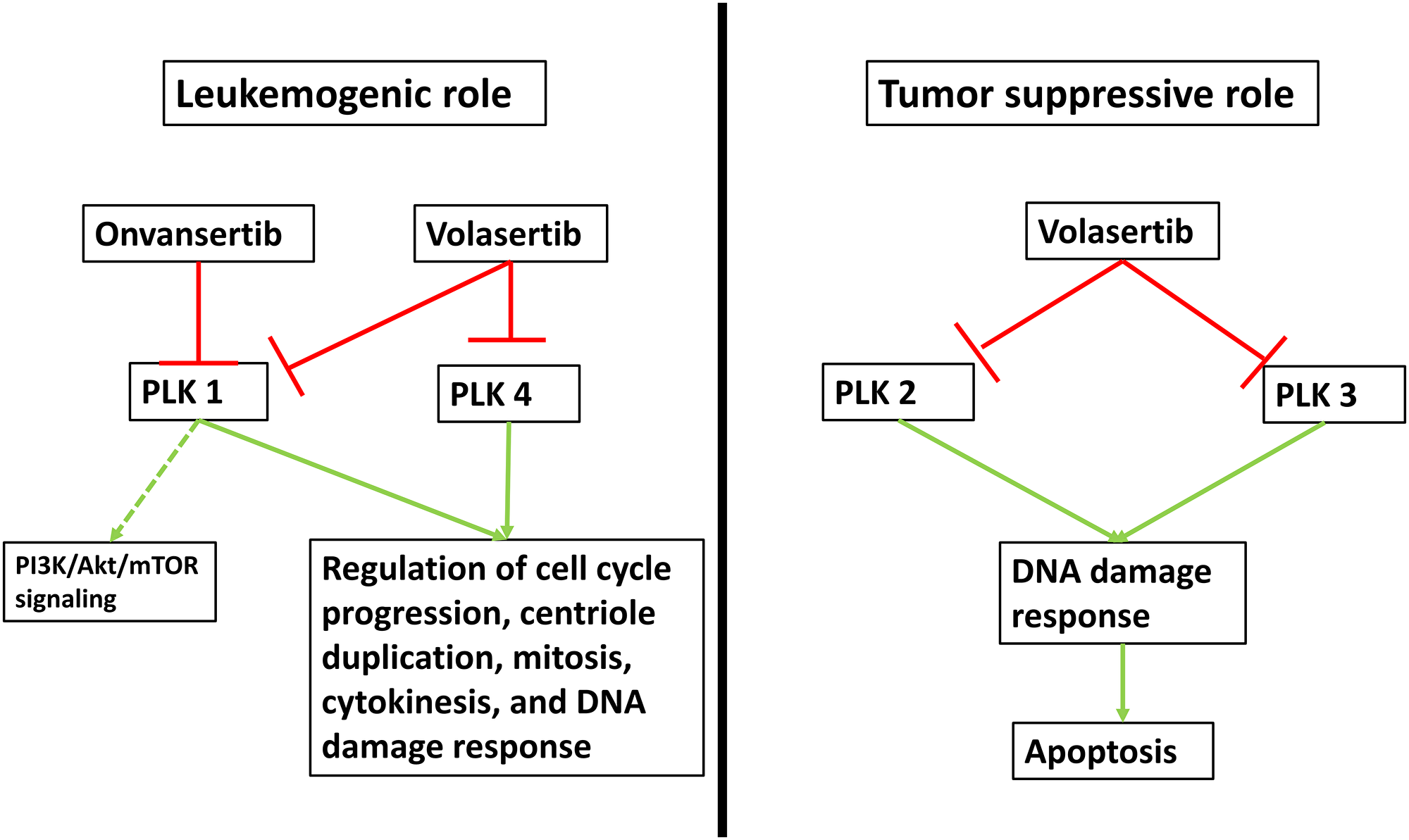 Mechanism of action of PLK inhibition