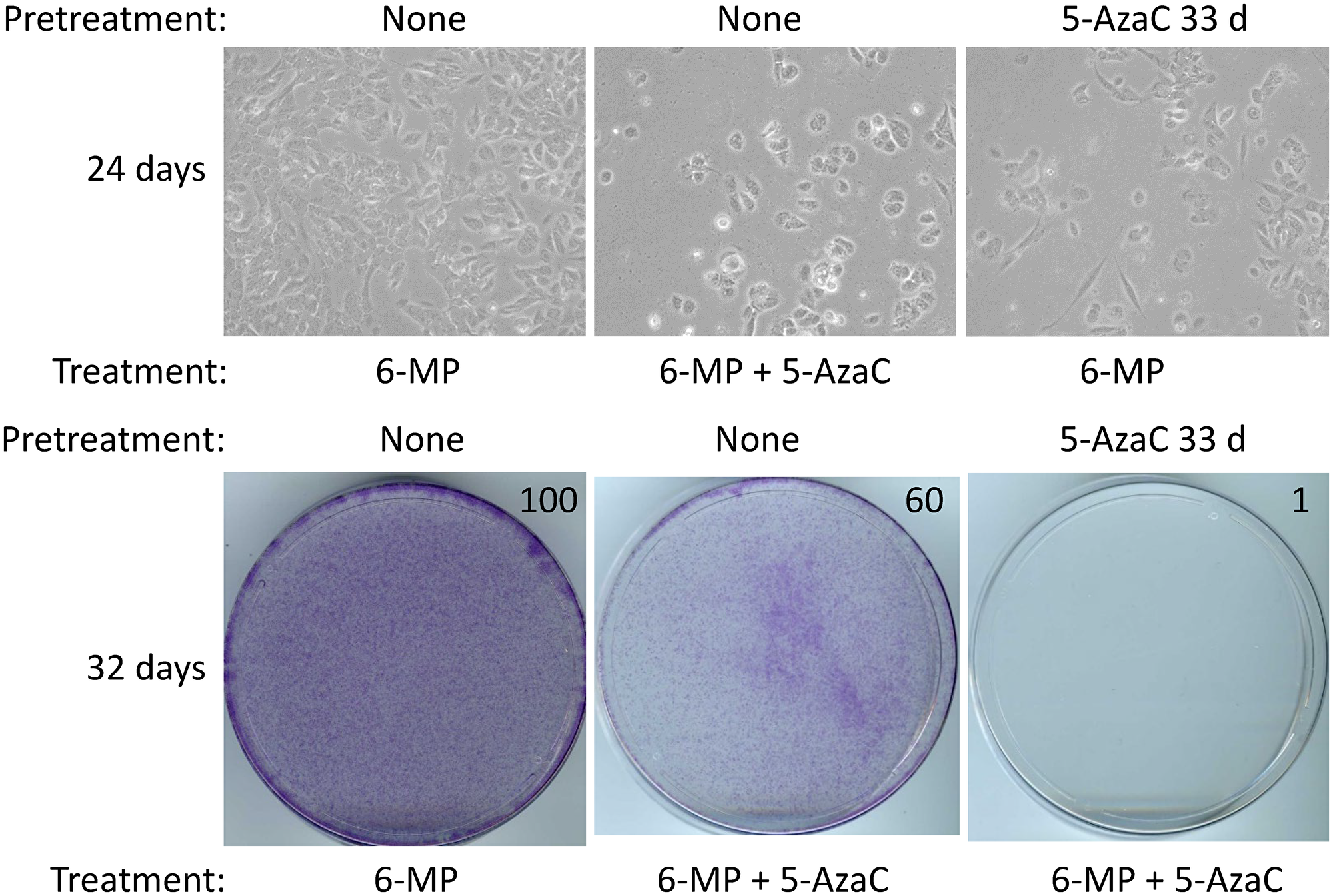 5-AzaC treatment sensitizes SUM149 cells to low-dose 6-MP