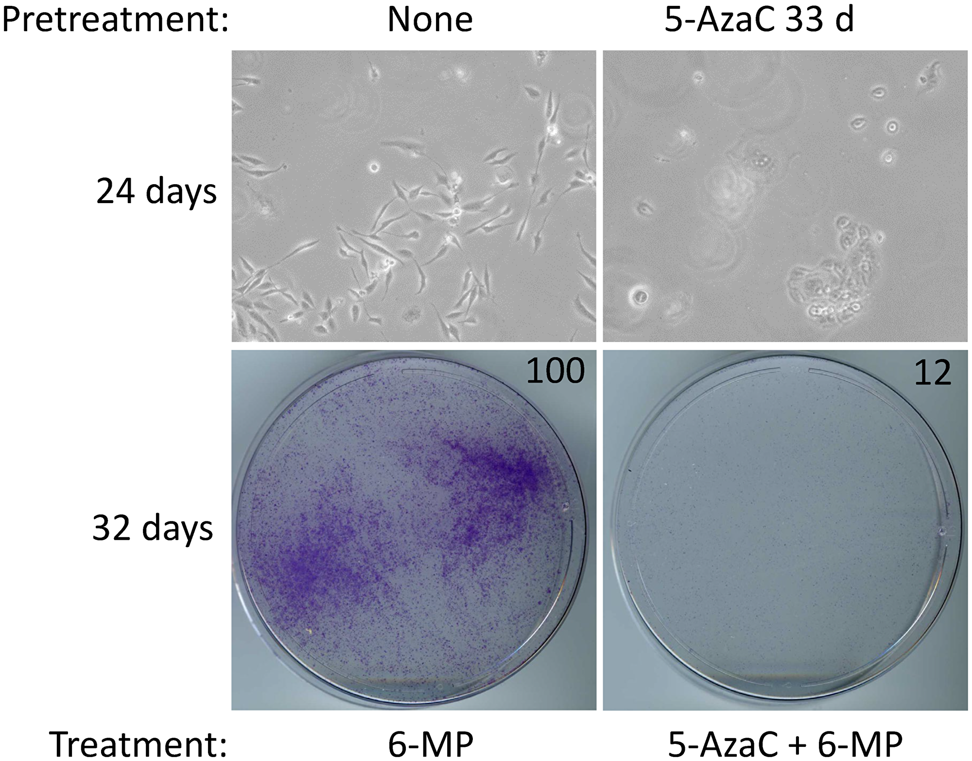 5-AzaC pretreatment sensitizes SUM149-MA cells to low-dose 6-MP