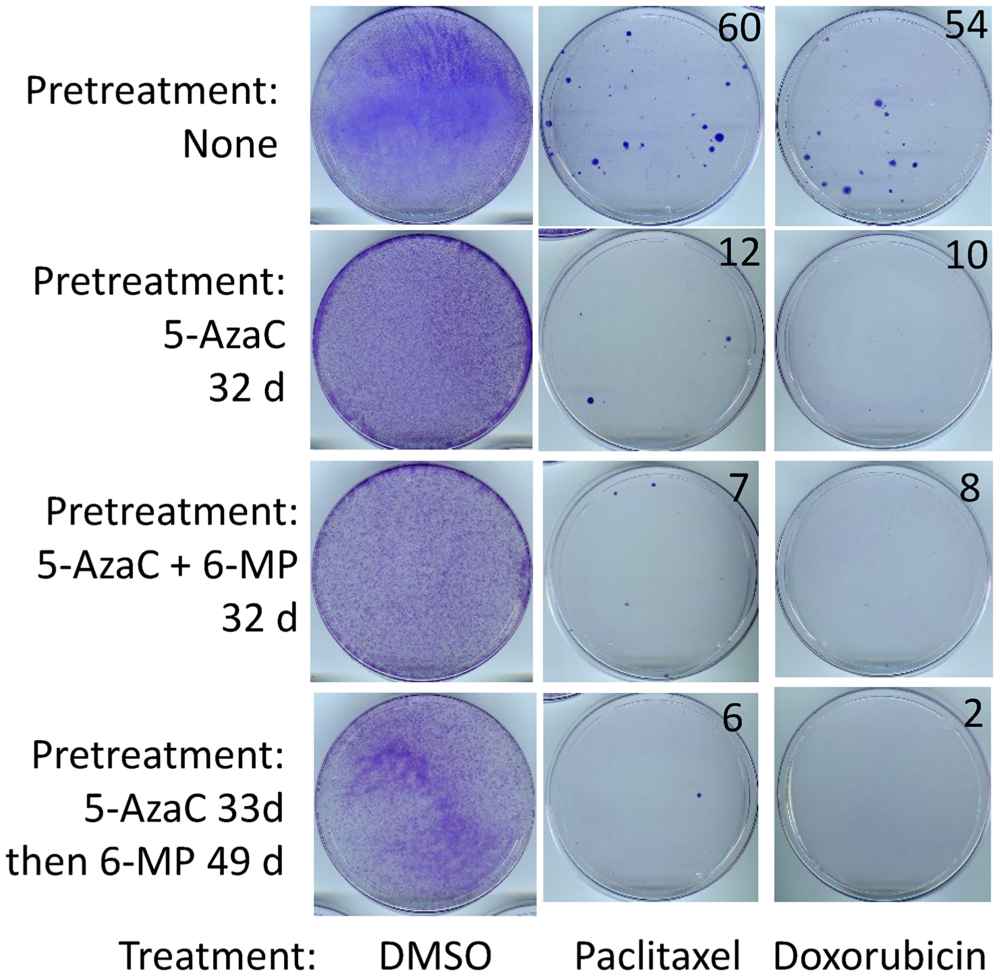 SUM149 cells surviving 5-AzaC/6-MP treatments are sensitive to cytotoxic drugs