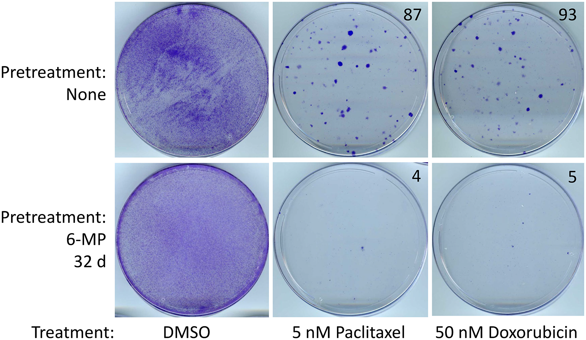 SUM149-MA cells surviving a 6-MP treatment are sensitive to chemotherapeutic drugs