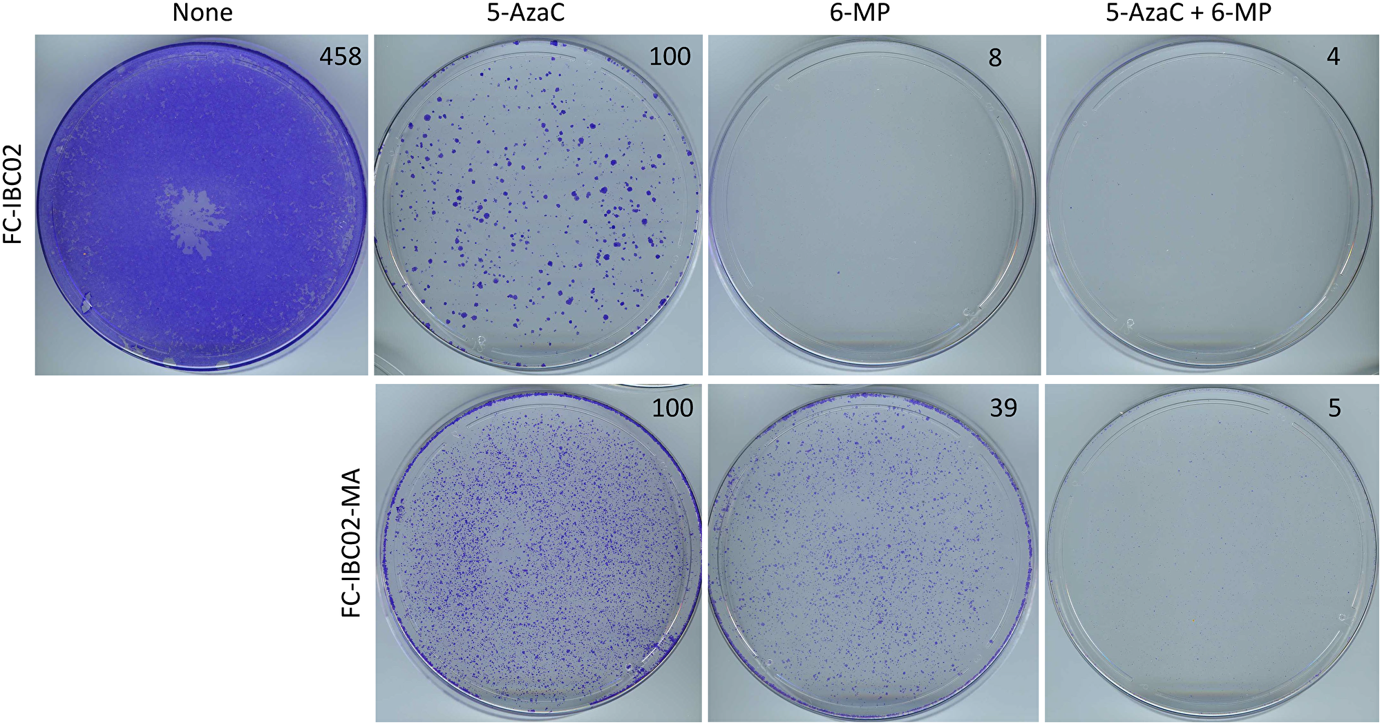 Inhibition of FC-IBC02 and FC-IBC02-MA cells with low-dose 6-MP and 5-AzaC