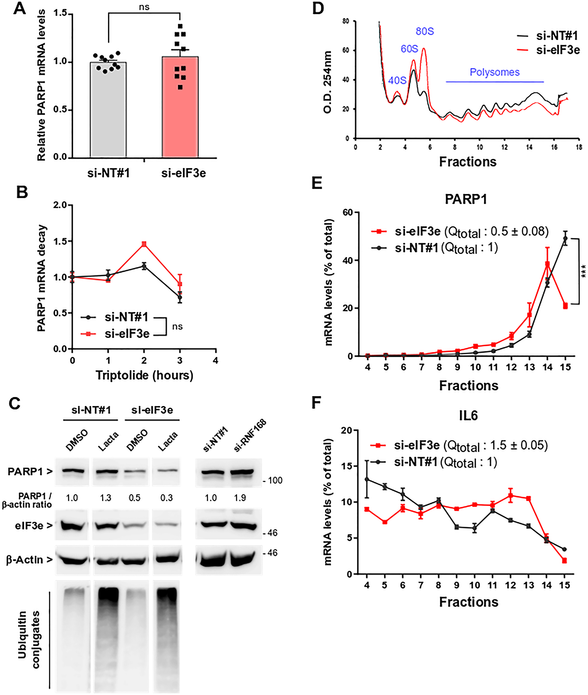 eIF3e is required for efficient PARP1 mRNA translation