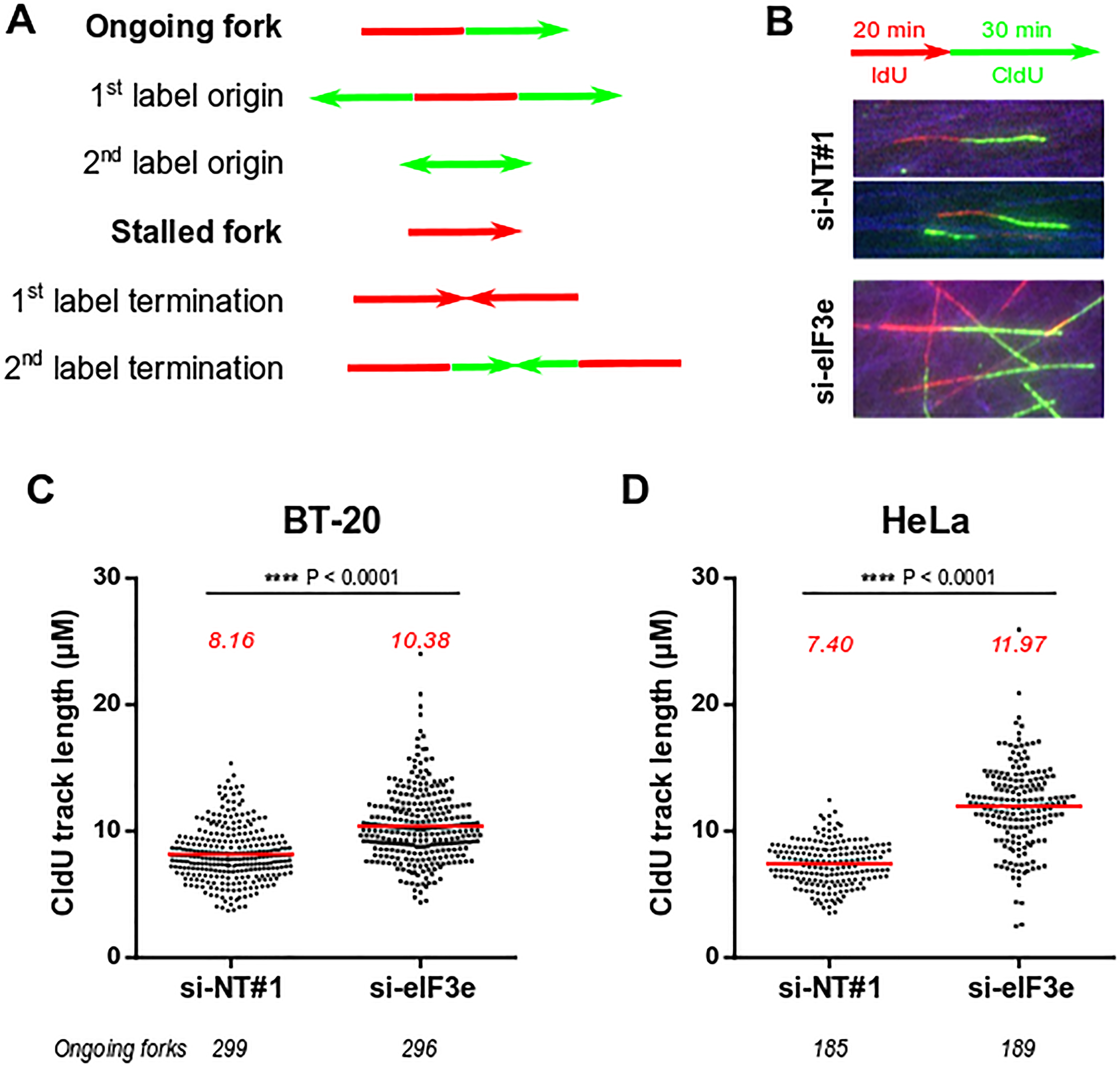 Silencing of eIF3e causes high speed of replication fork