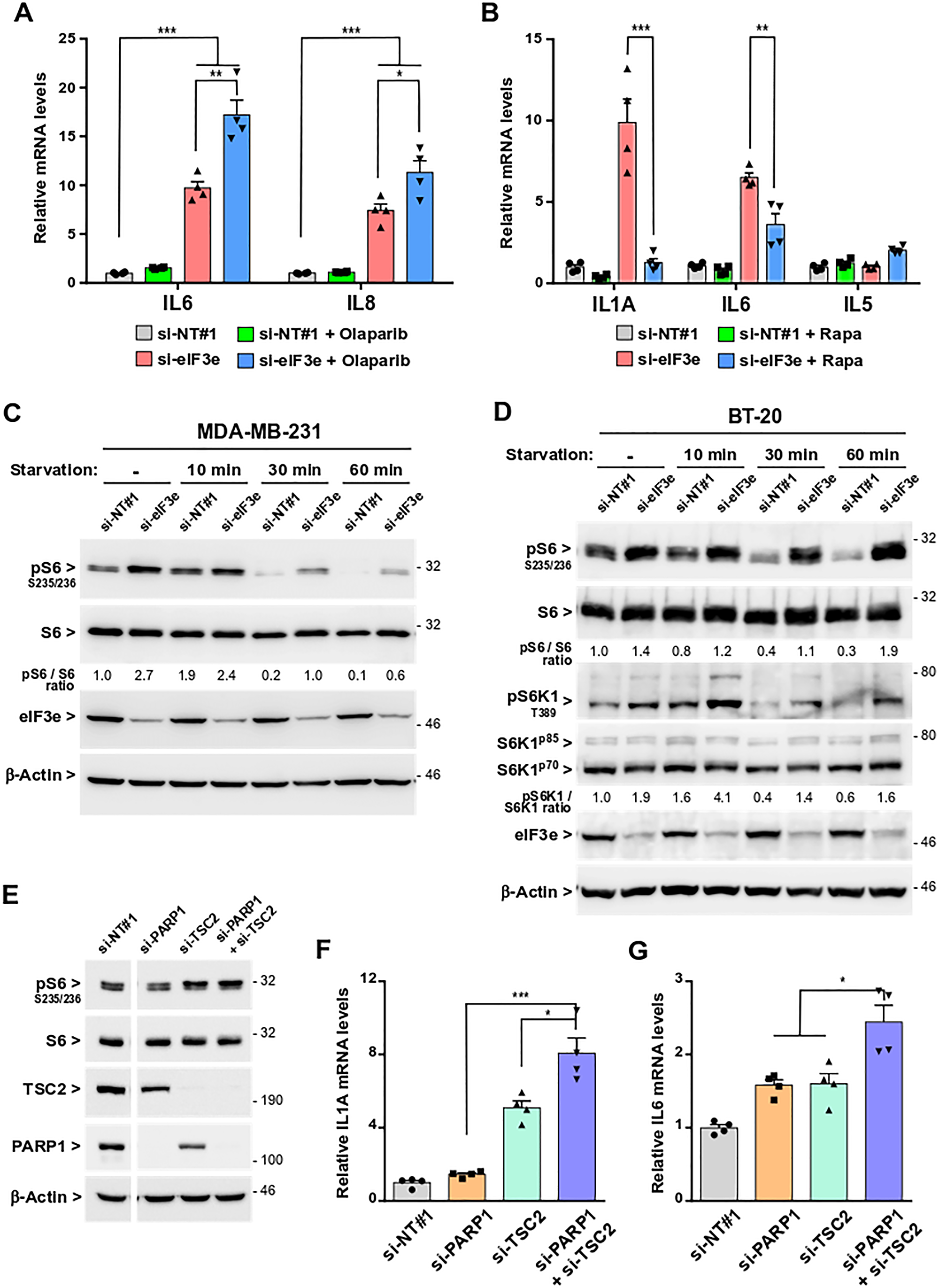 SASP development following eIF3e depletion occurs through PARP1 inhibition and mTORC1 activation