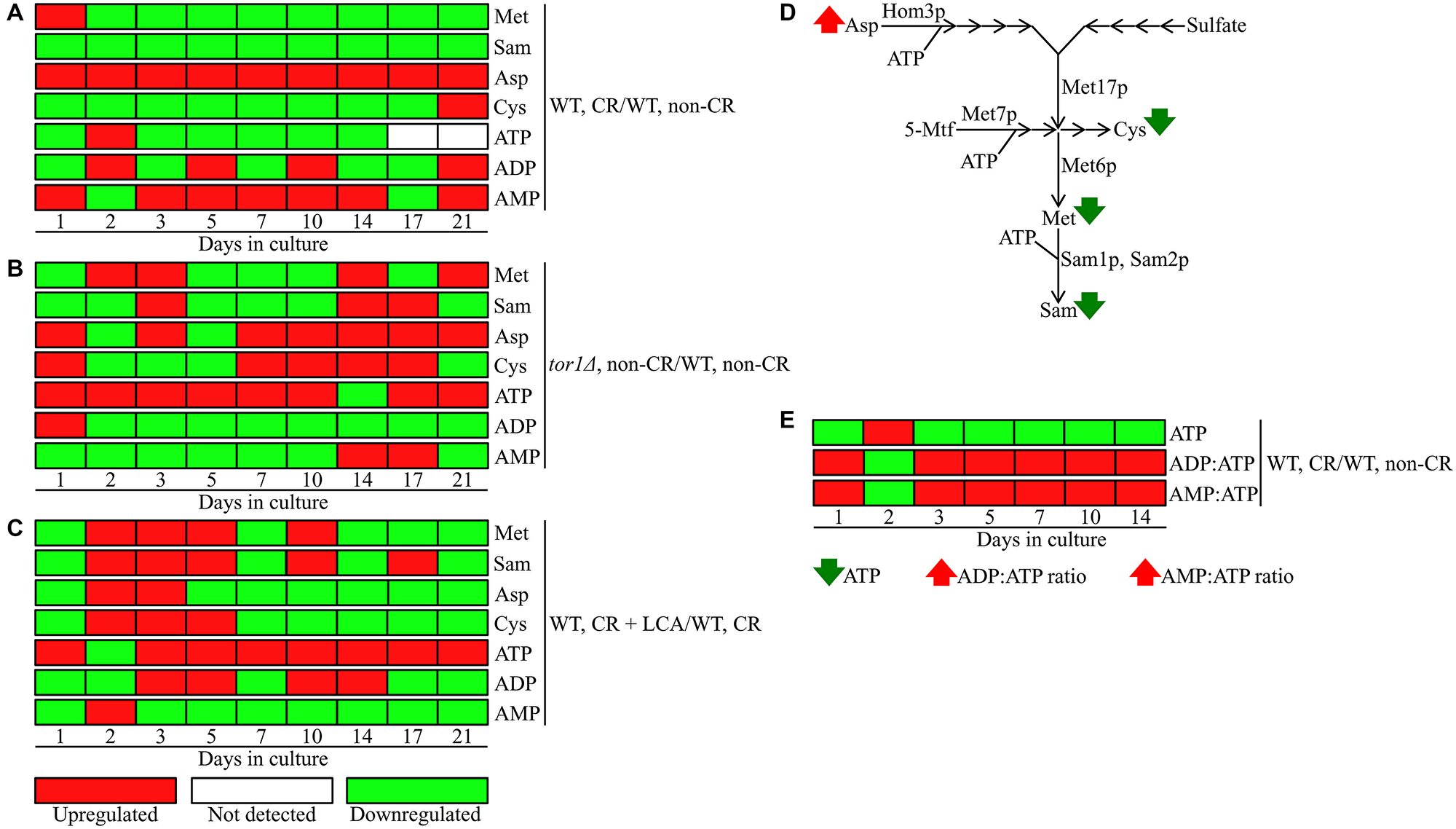 CR, the tor1Δ mutation and LCA differently influence the concentrations of methionine (Met), S-adenosylmethionine (Sam), aspartate (Asp), cysteine (Cys) and adenosine phosphate nucleotides throughout the chronological lifespan