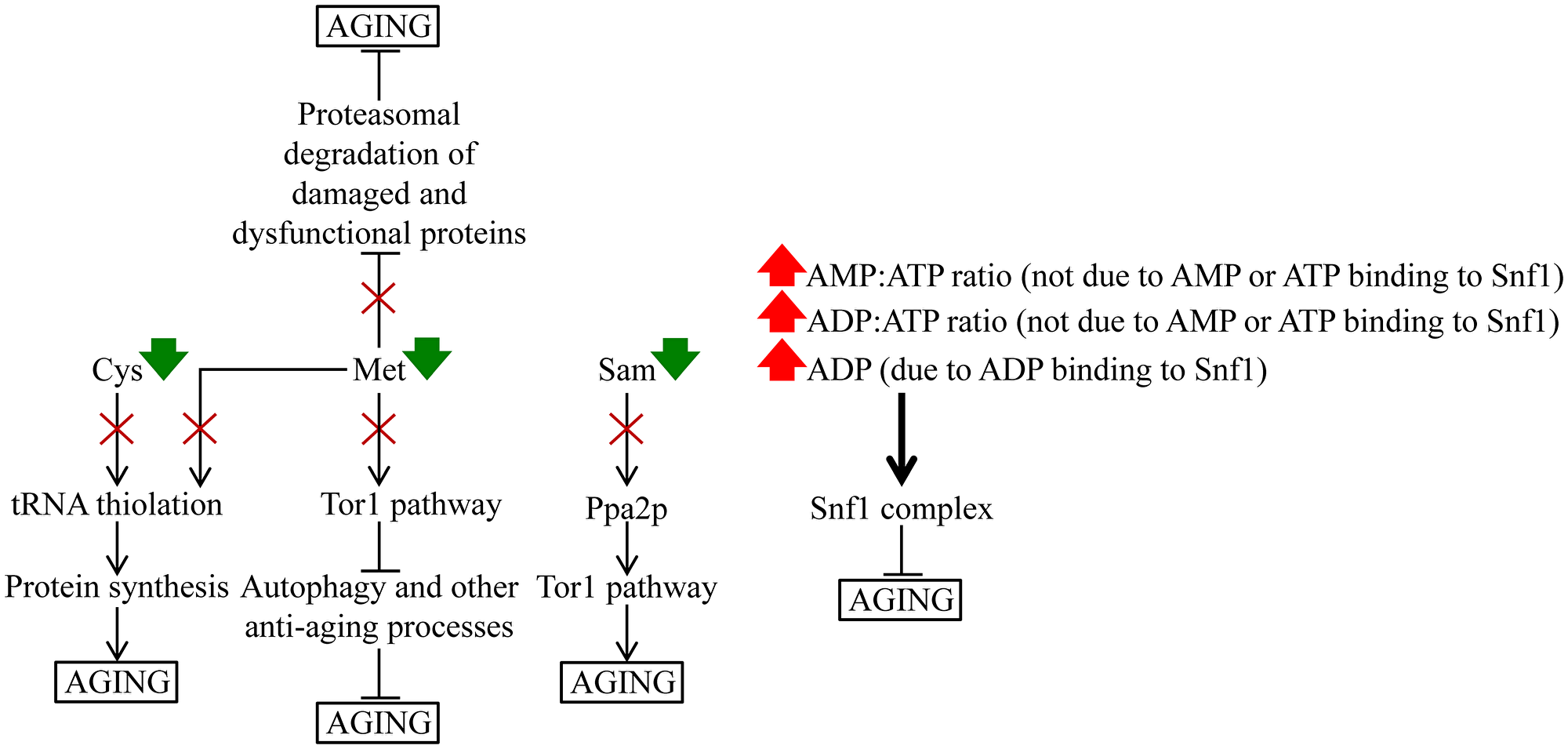 A hypothetical model of how a specific remodeling of cellular metabolism by CR slows down yeast chronological aging