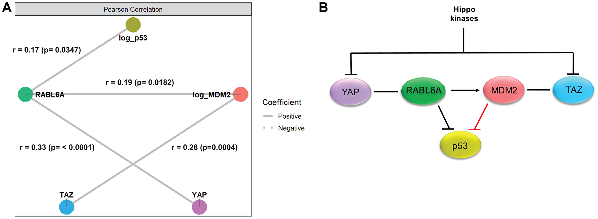 Network analysis supported a model integrating the Hippo pathway, p53/MDM2 axis and RABL6A signaling in sarcomas