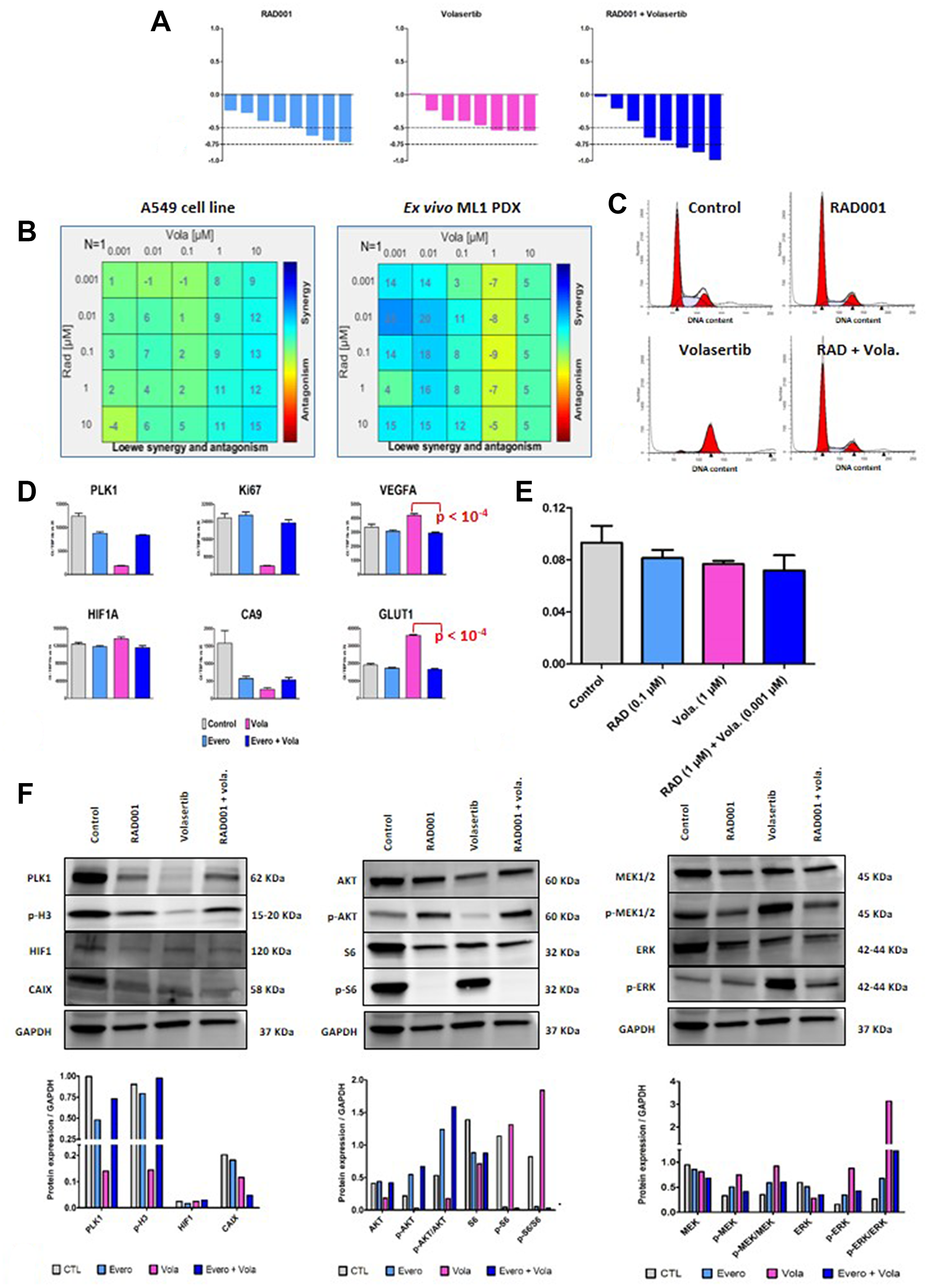 In vitro study of RAD001 (everolimus) + volasertib combination