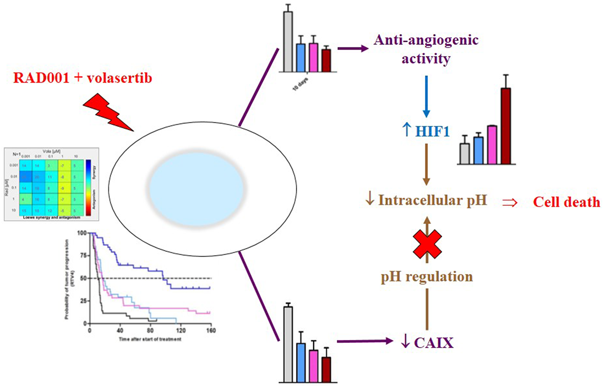 Mechanism of the antitumor activity of the RAD001 (everolimus) + volasertib combination